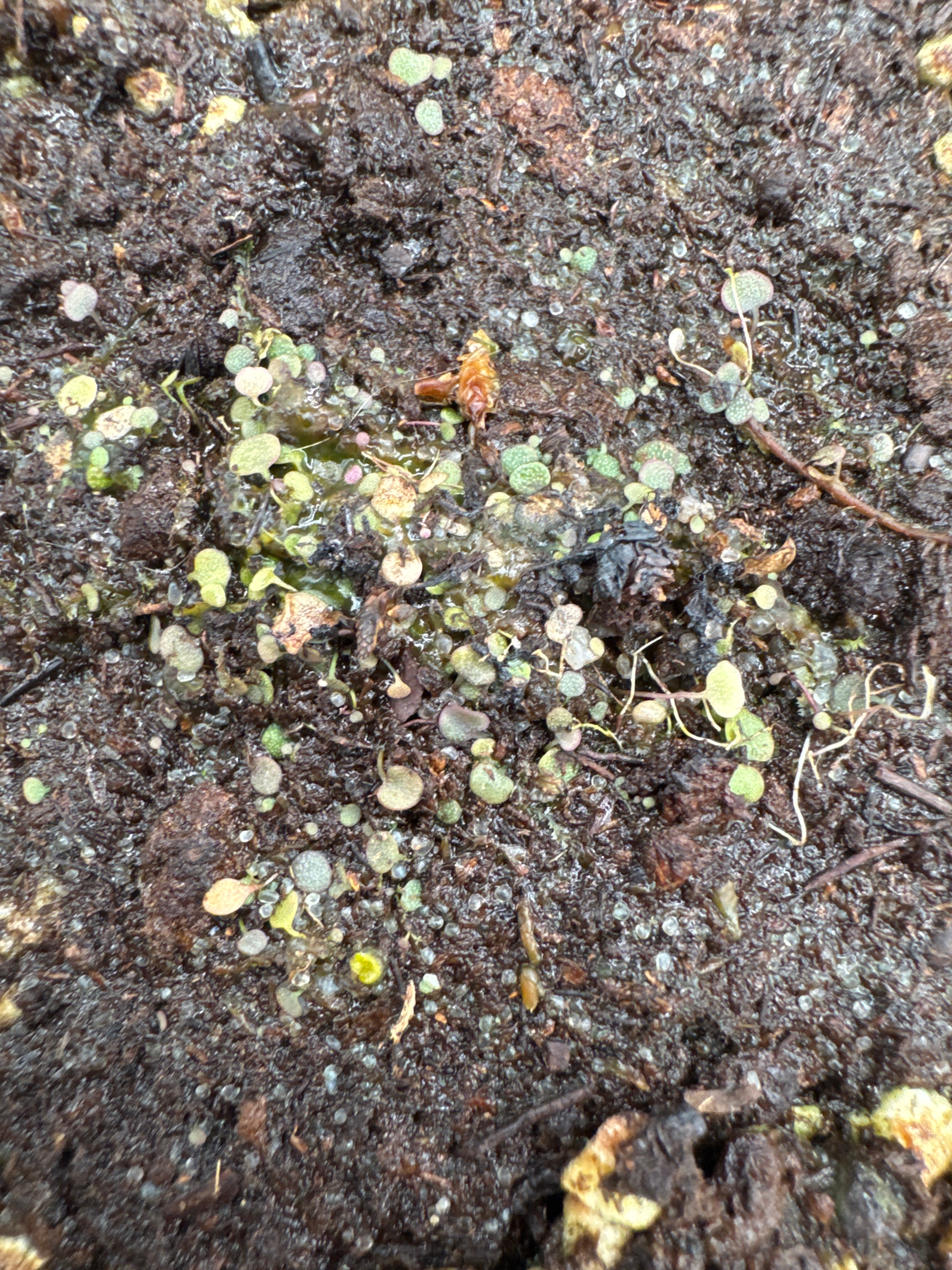 Utricularia tridentata (El Pinar, URY)