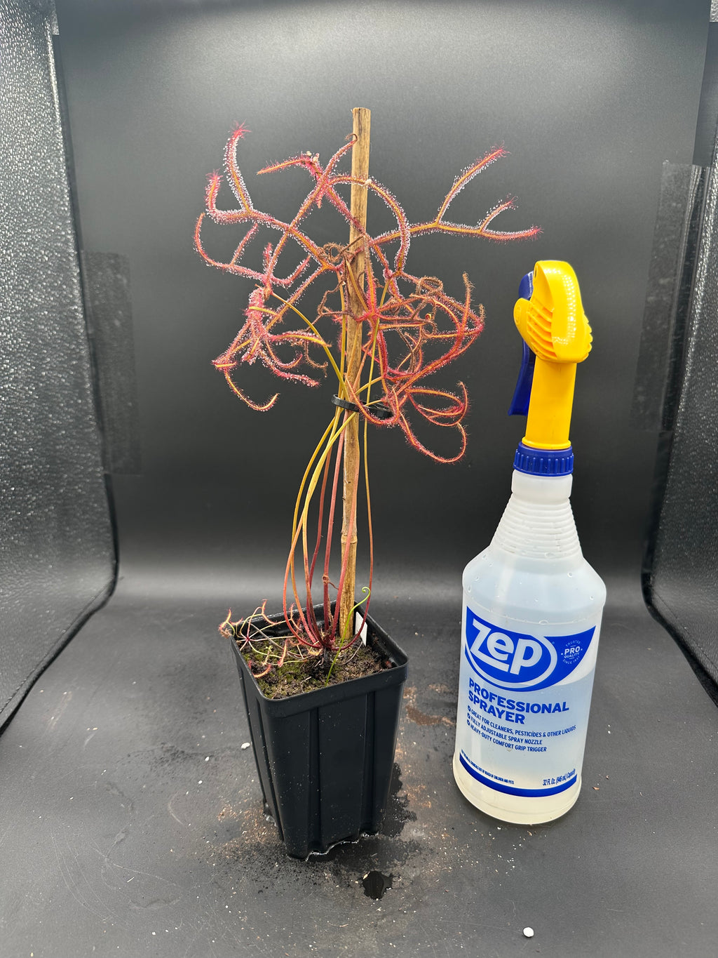 Drosera binata "Octopus"