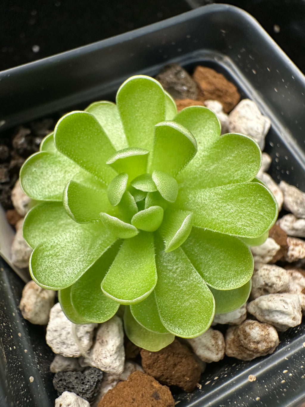 Pinguicula esseriana