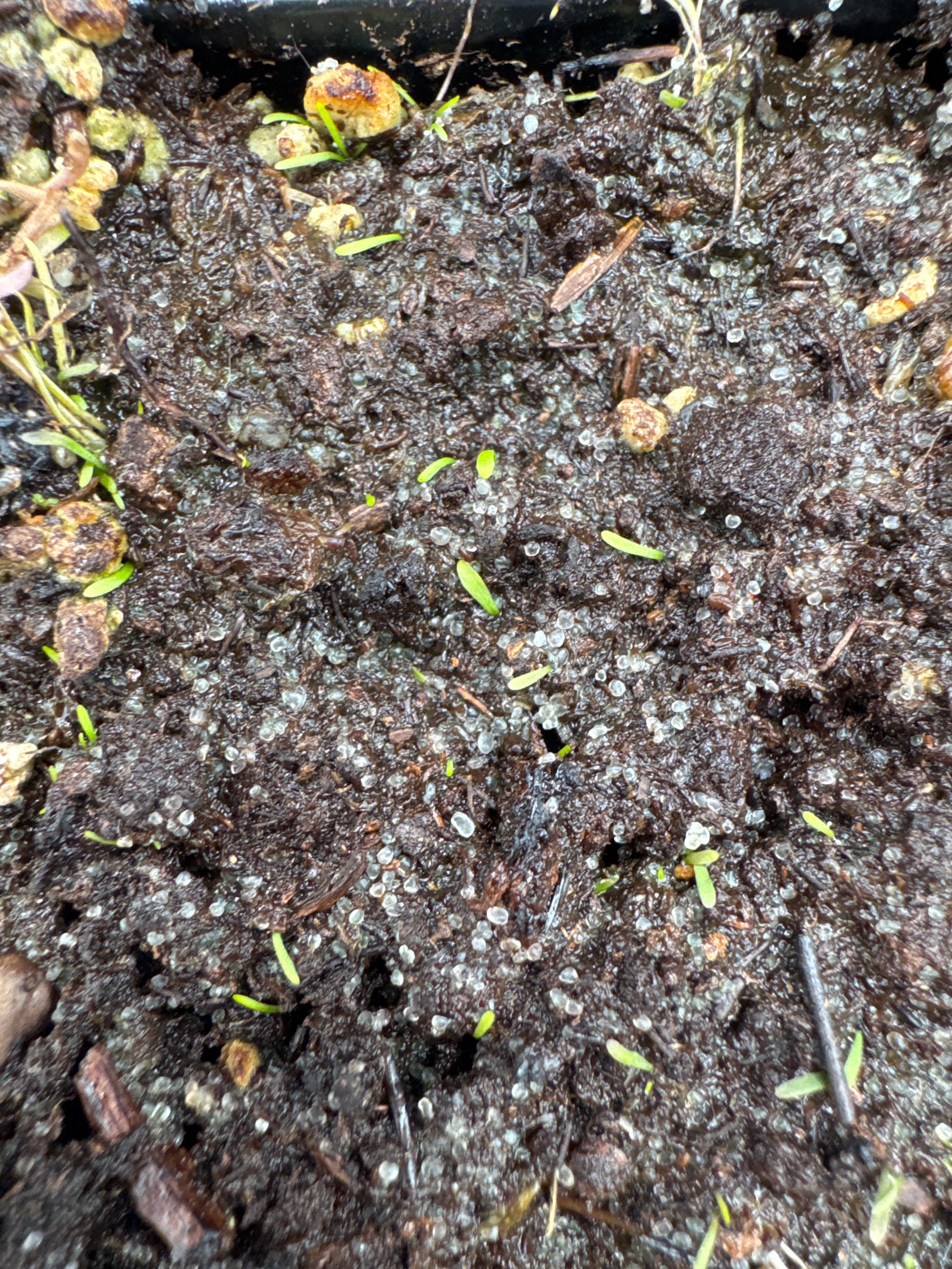 Utricularia sp. Kerala