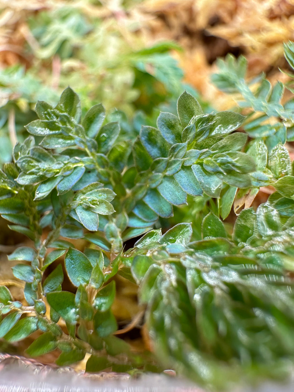 Selaginella uncinata
