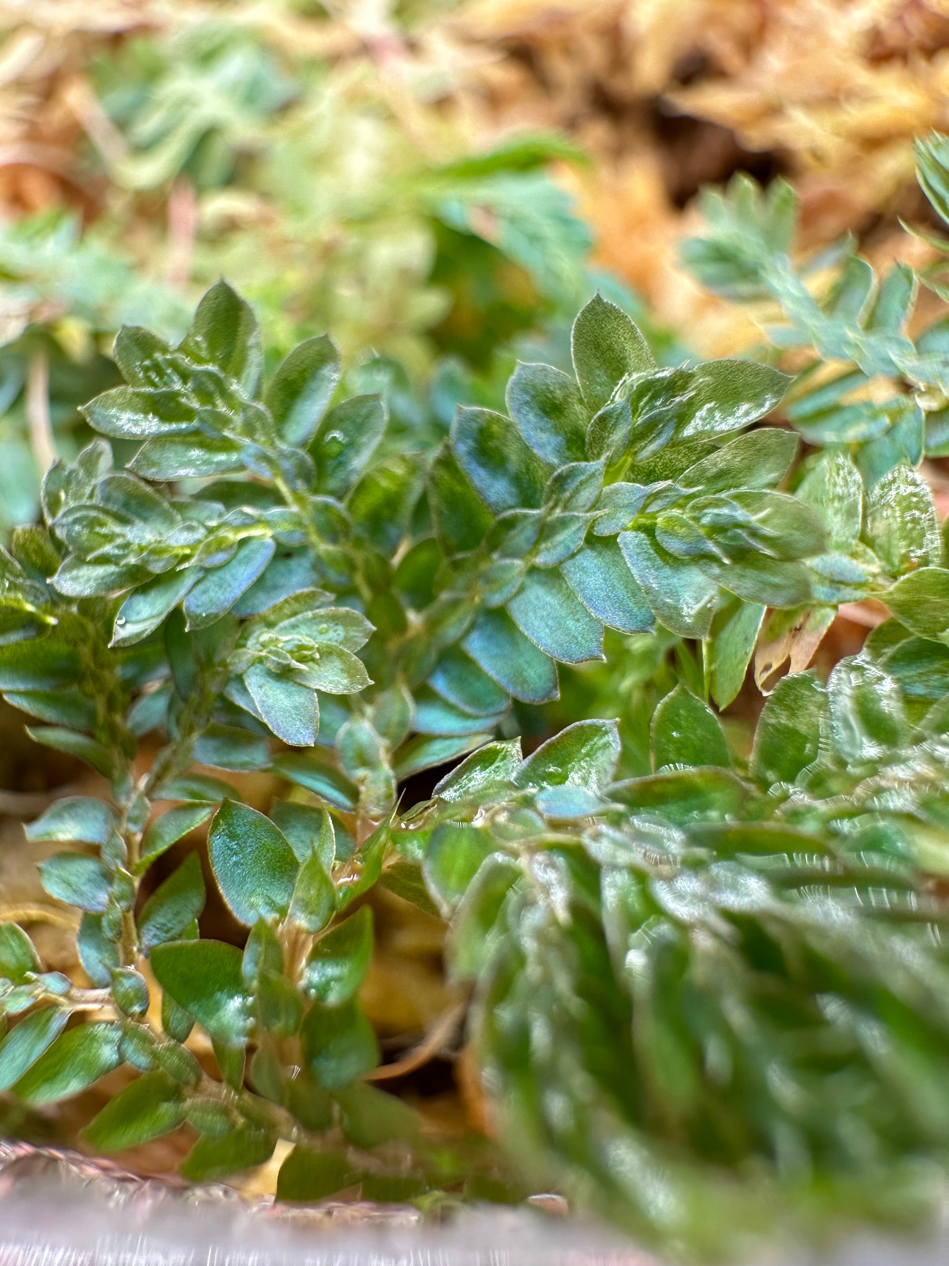 Selaginella uncinata