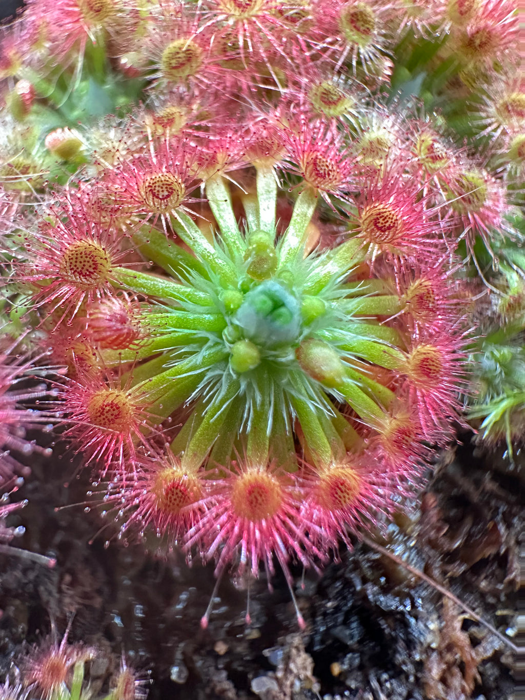Drosera oreopodion gemmae