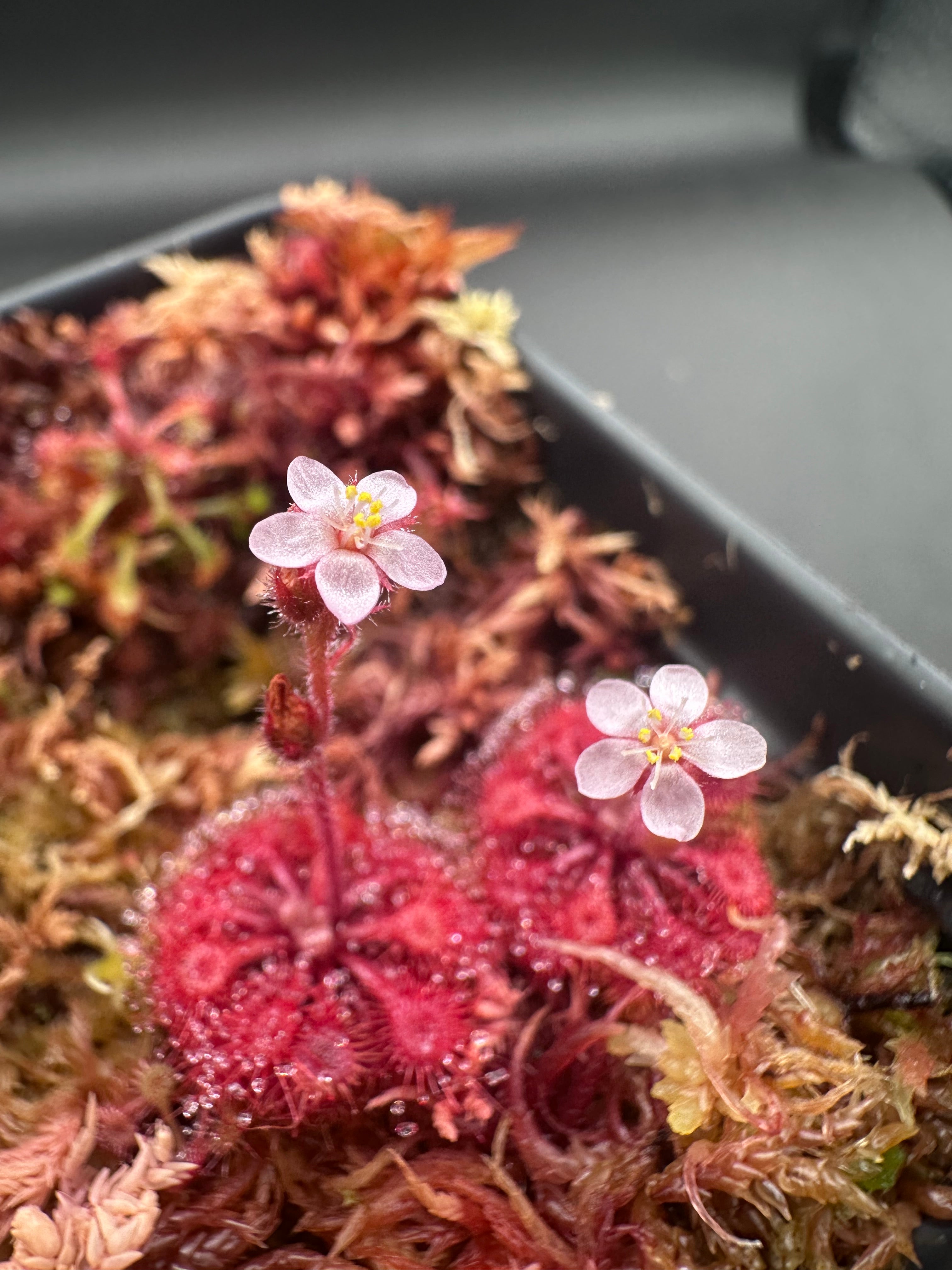 Drosera kaieteurensis (Churi Tepui, Chimantá Massif, Venezuela) seeds