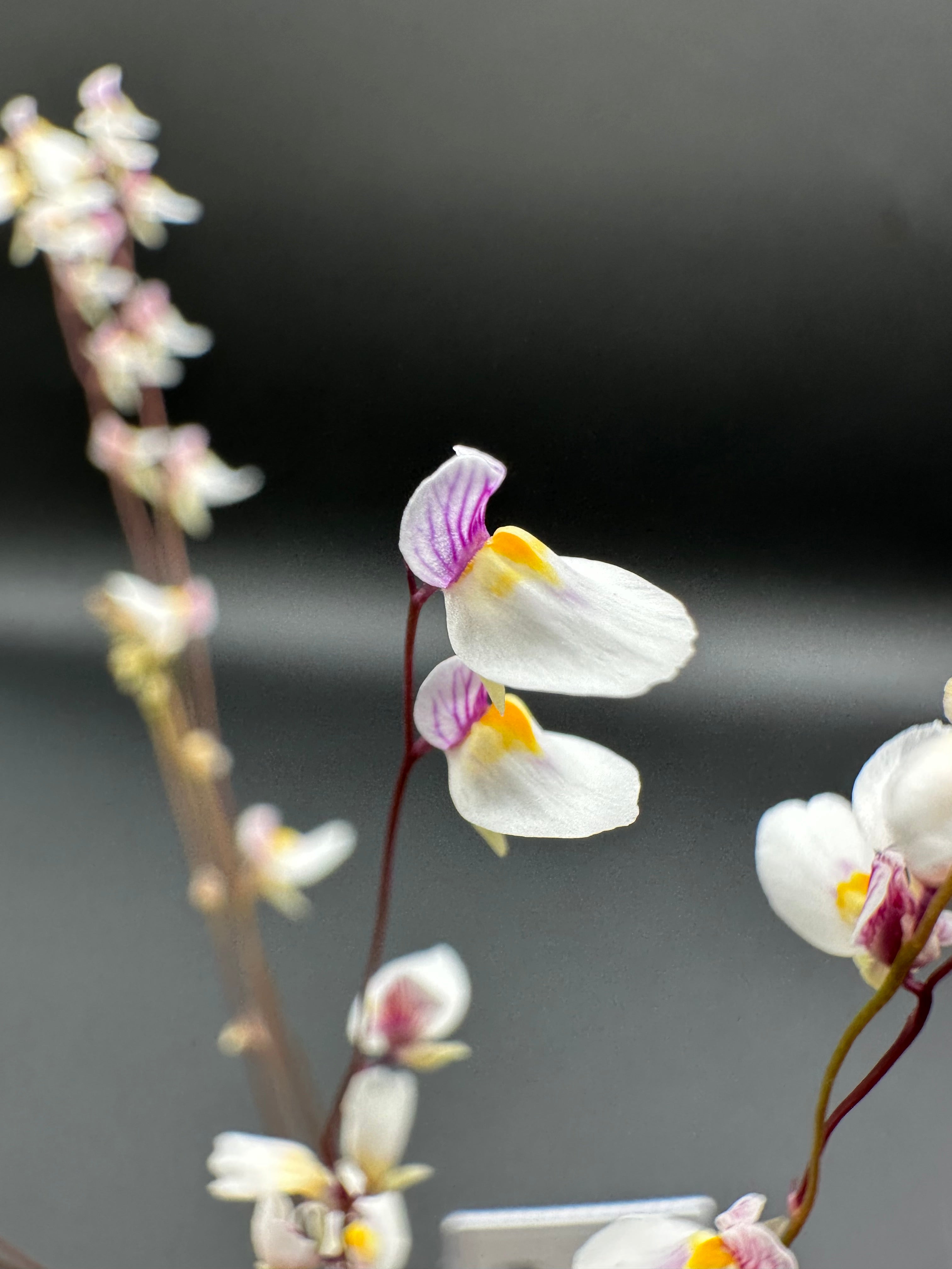 8 Utricularia plugs, growers choice