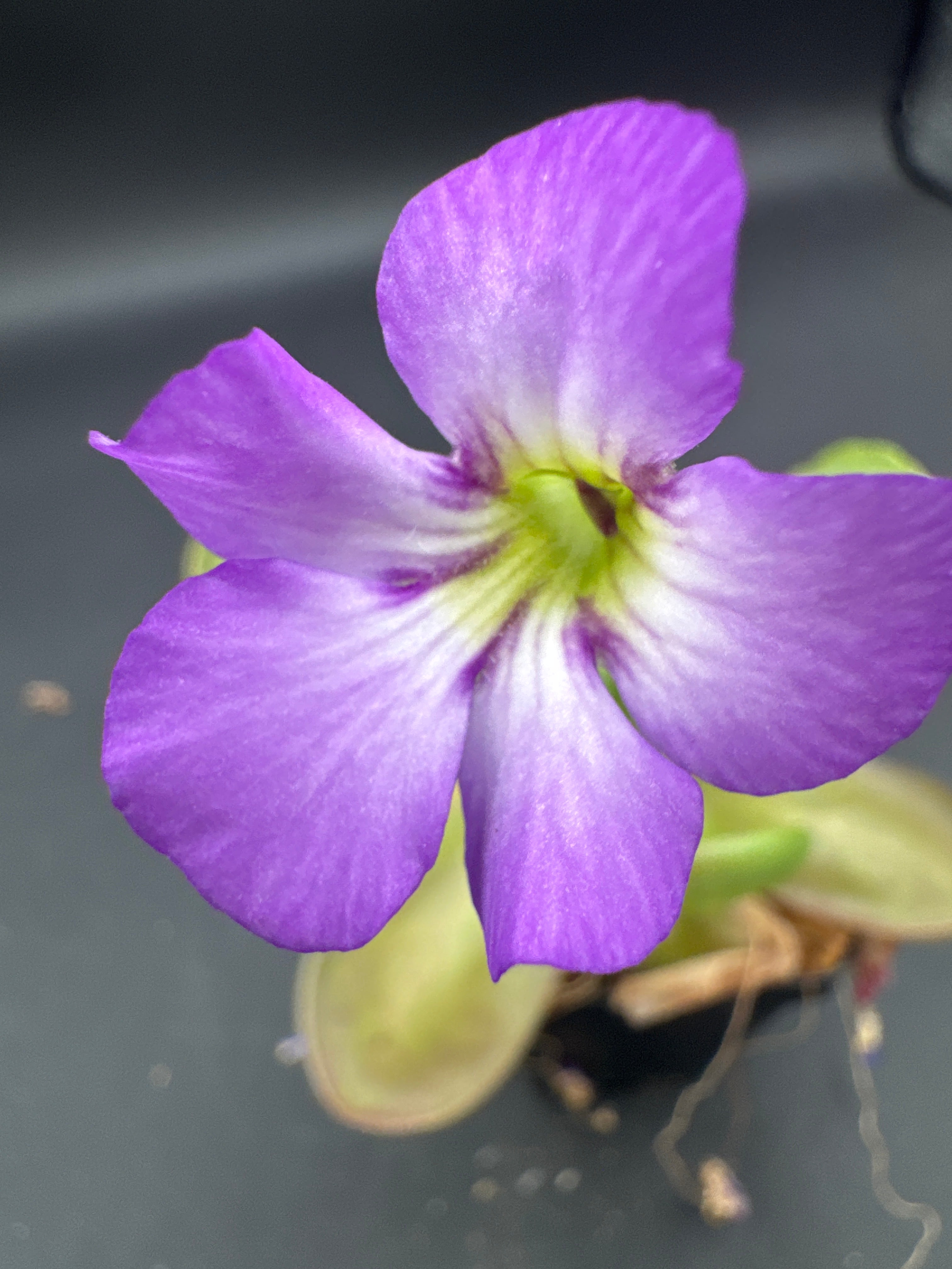 Pinguicula “Mehitable”