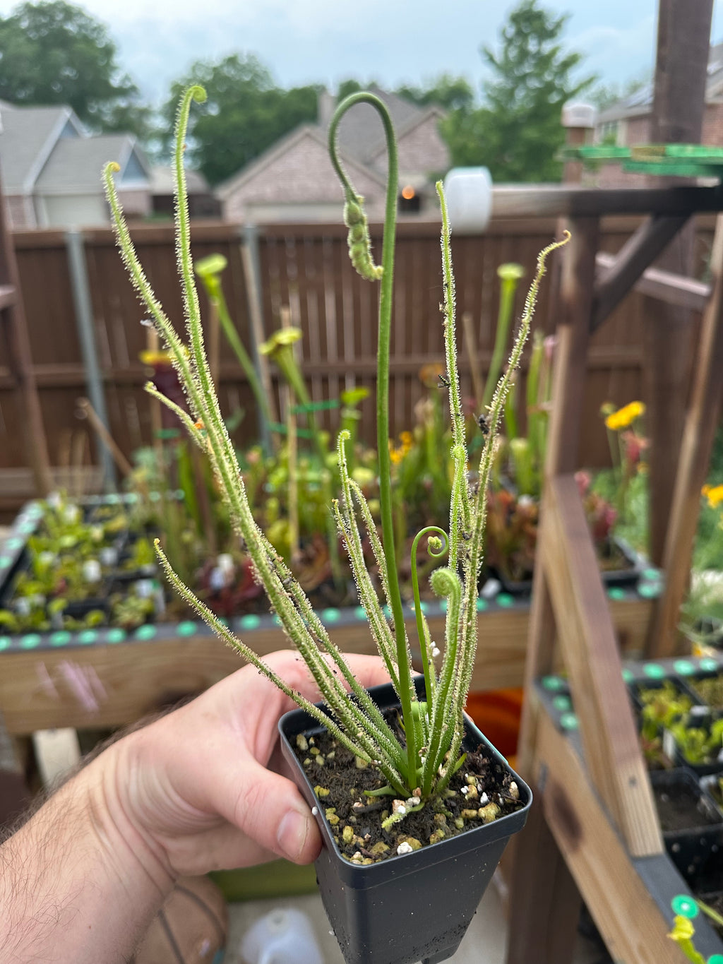 Drosera tracyi