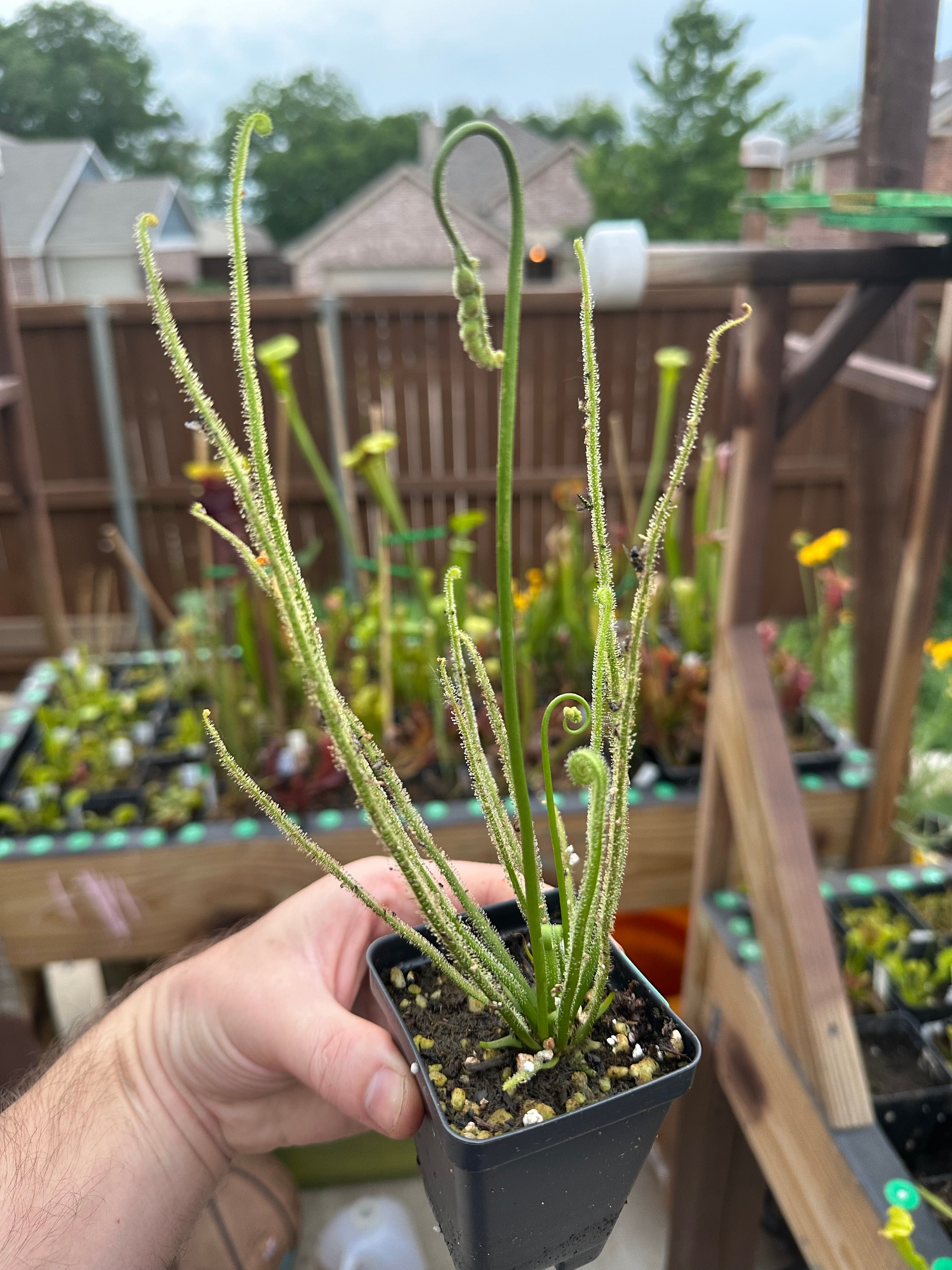 Drosera tracyi