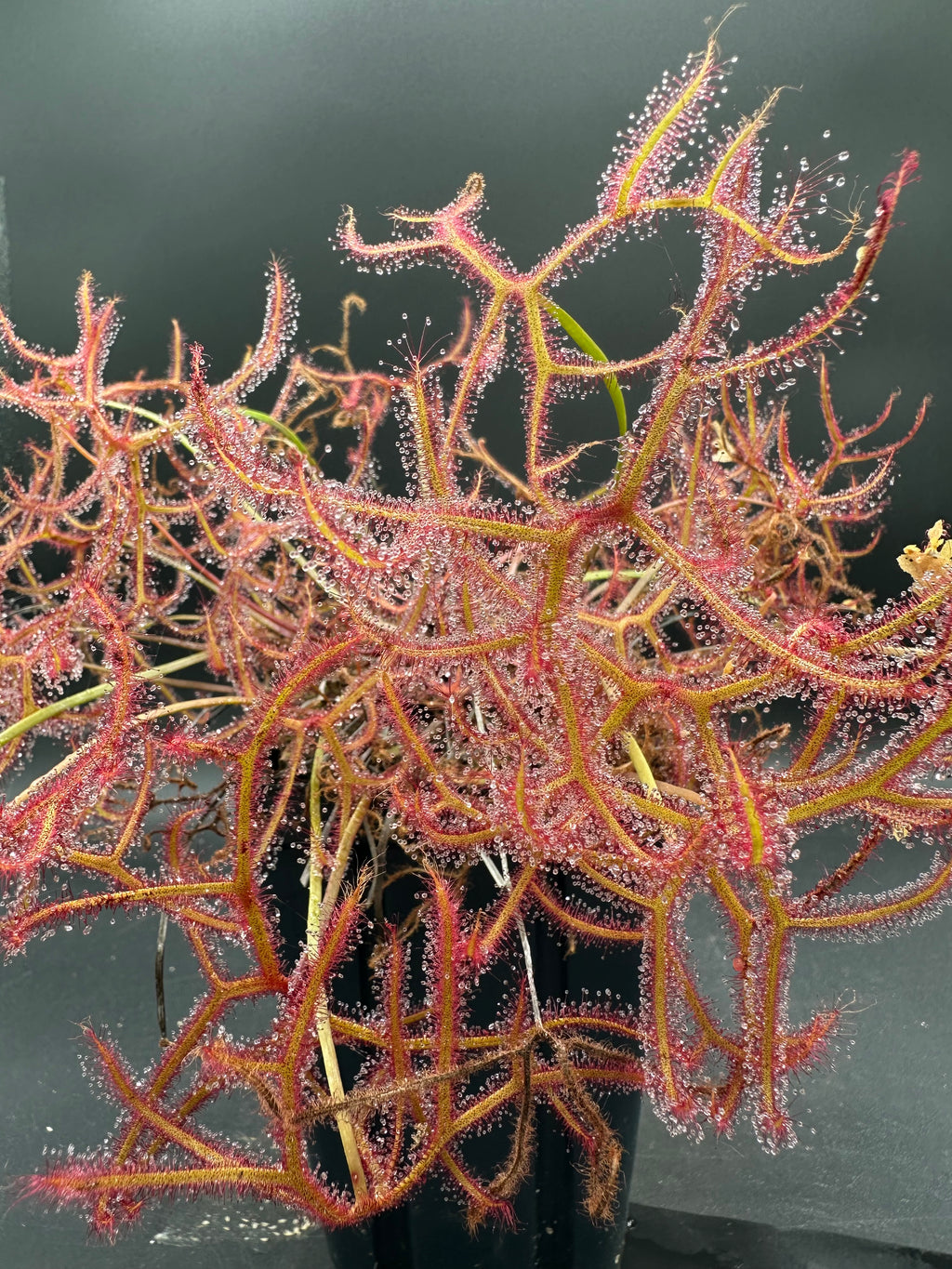 Drosera binata "var. multifida f. extrema"