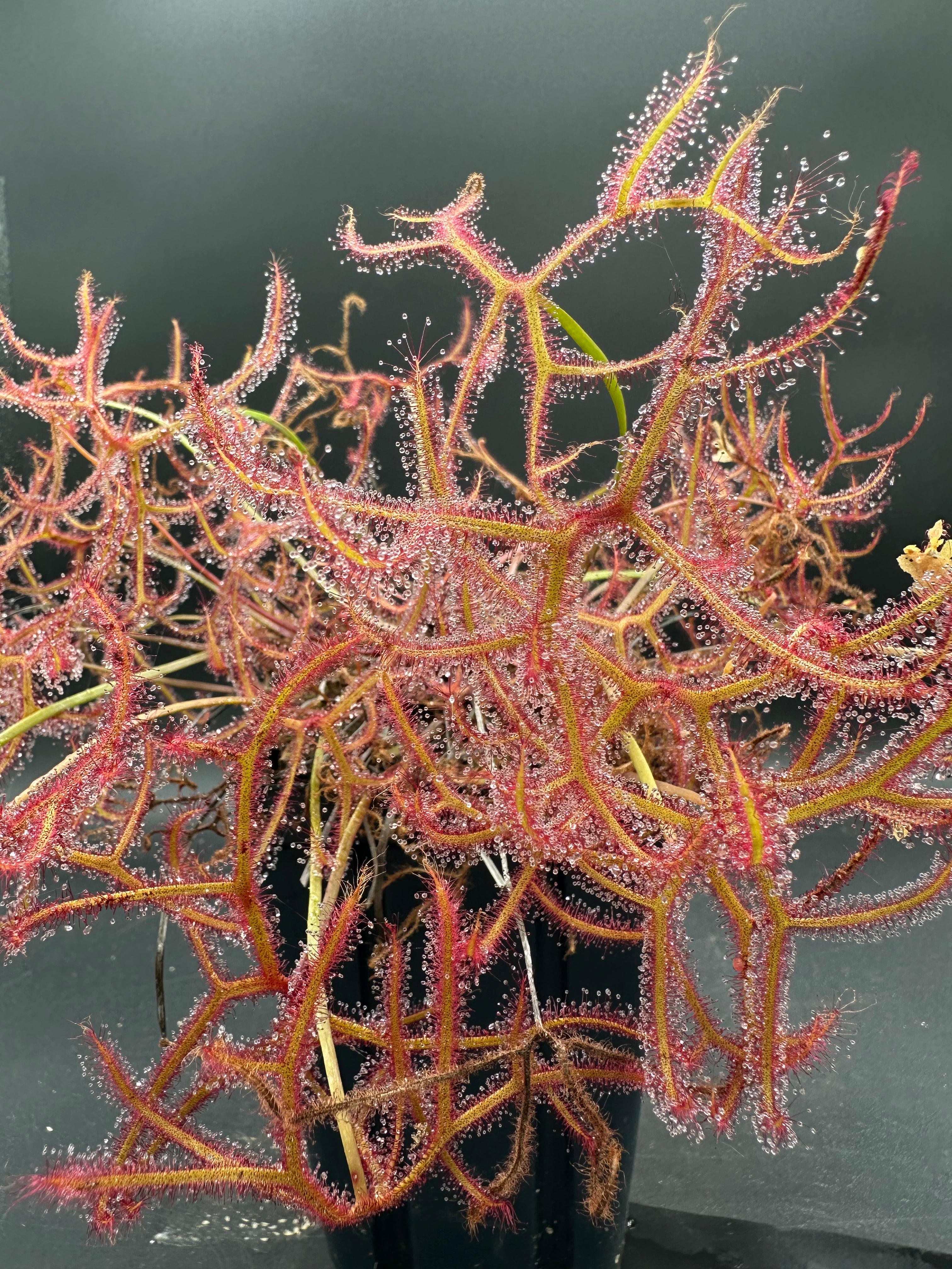 Drosera binata "var. multifida f. extrema"