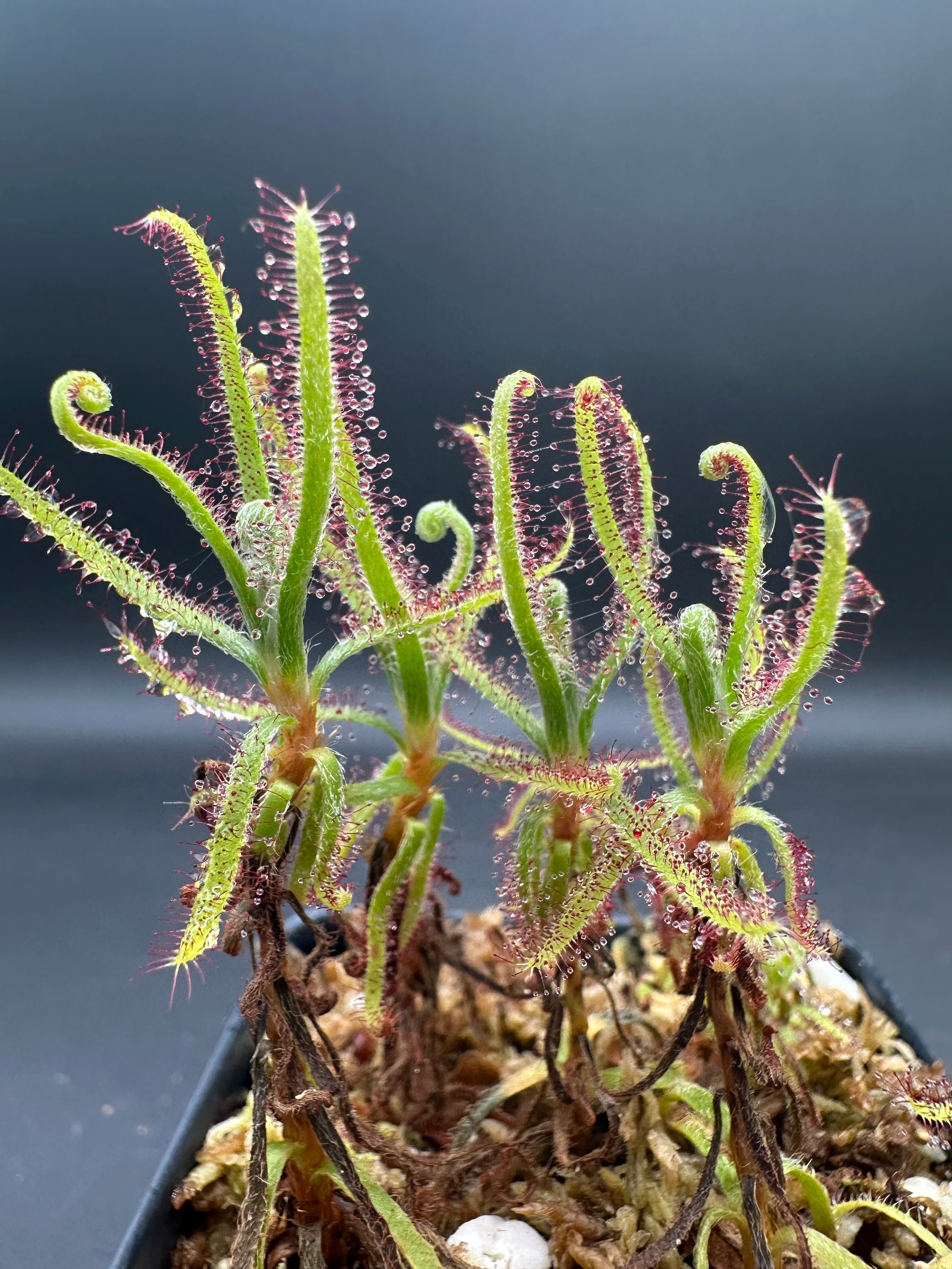 Drosera magnifica (1500m Pico Padre Angelo, eastern Minas Gerais, BRA)