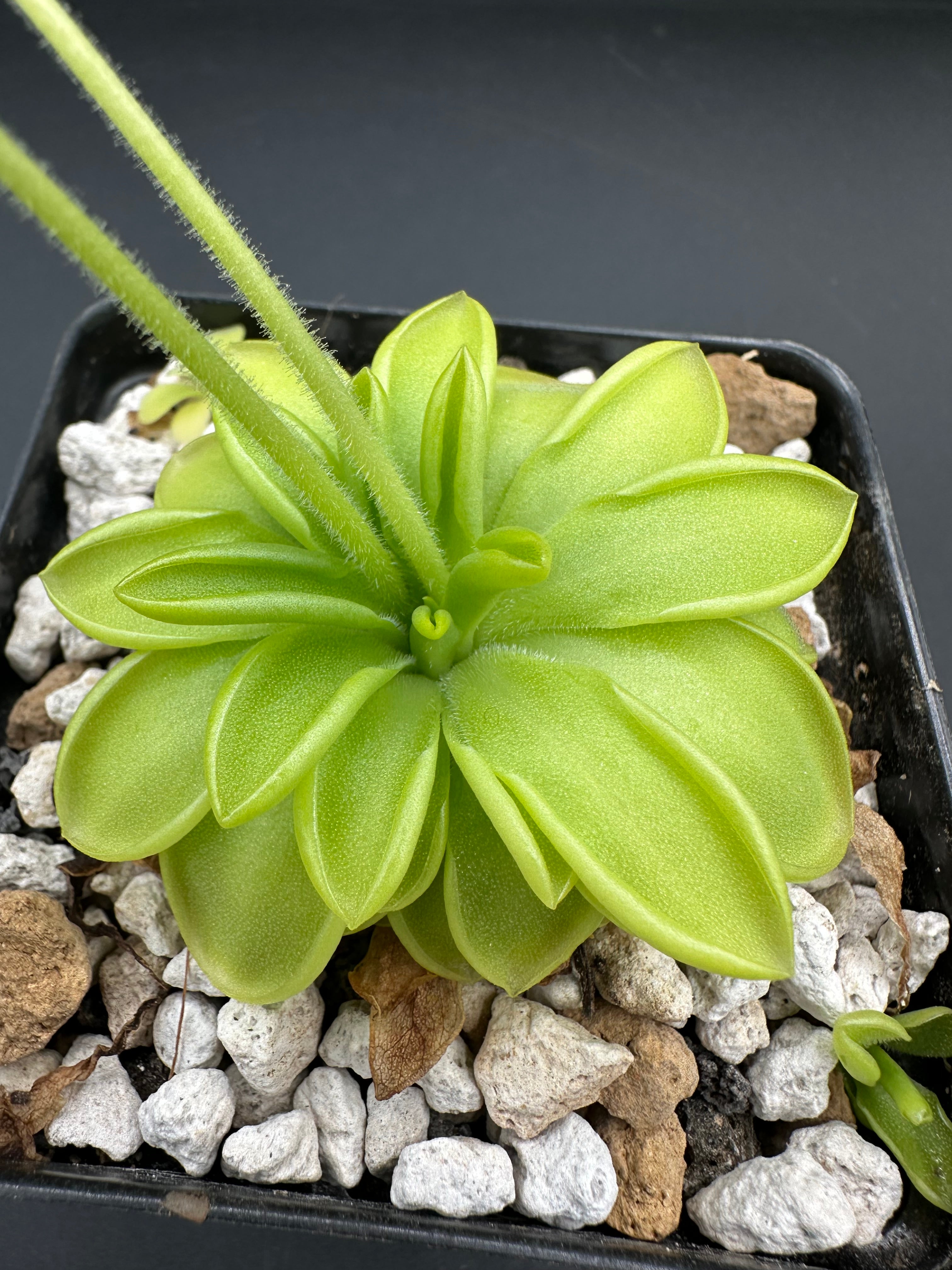 Pinguicula "BCP Golden Eye"