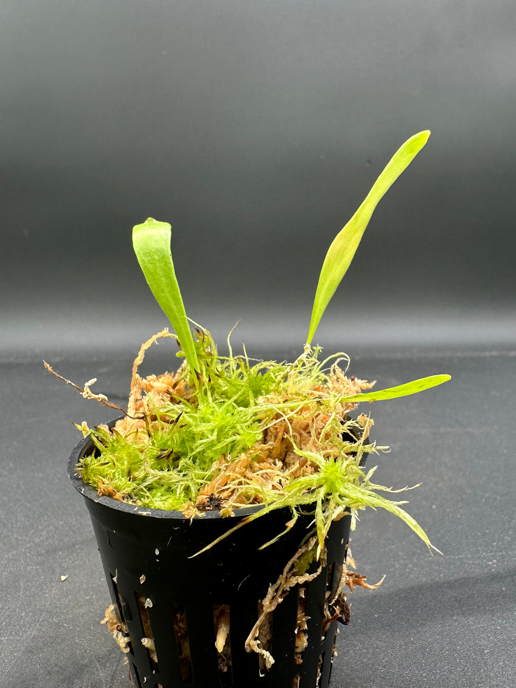 Utricularia alpina (Cerro Culebra, VEN)