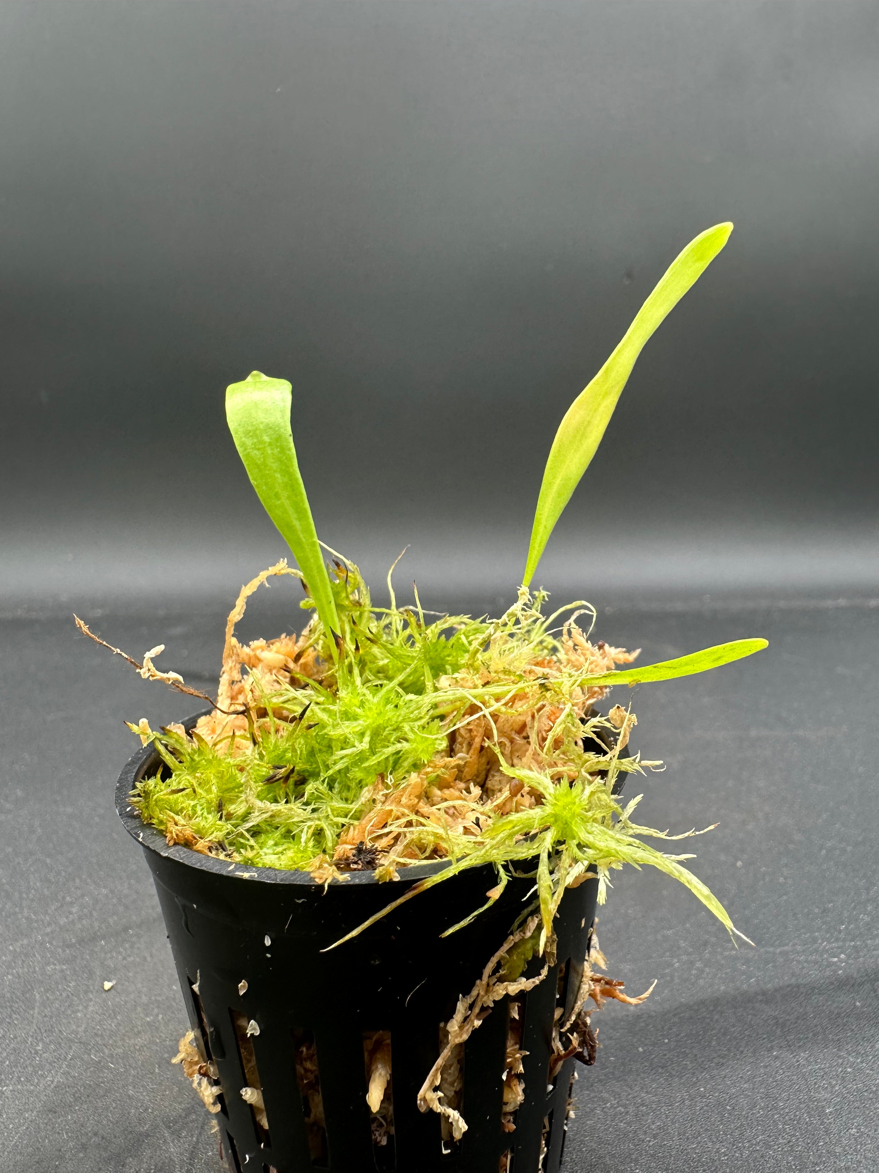 Utricularia alpina (Cerro Culebra, VEN)