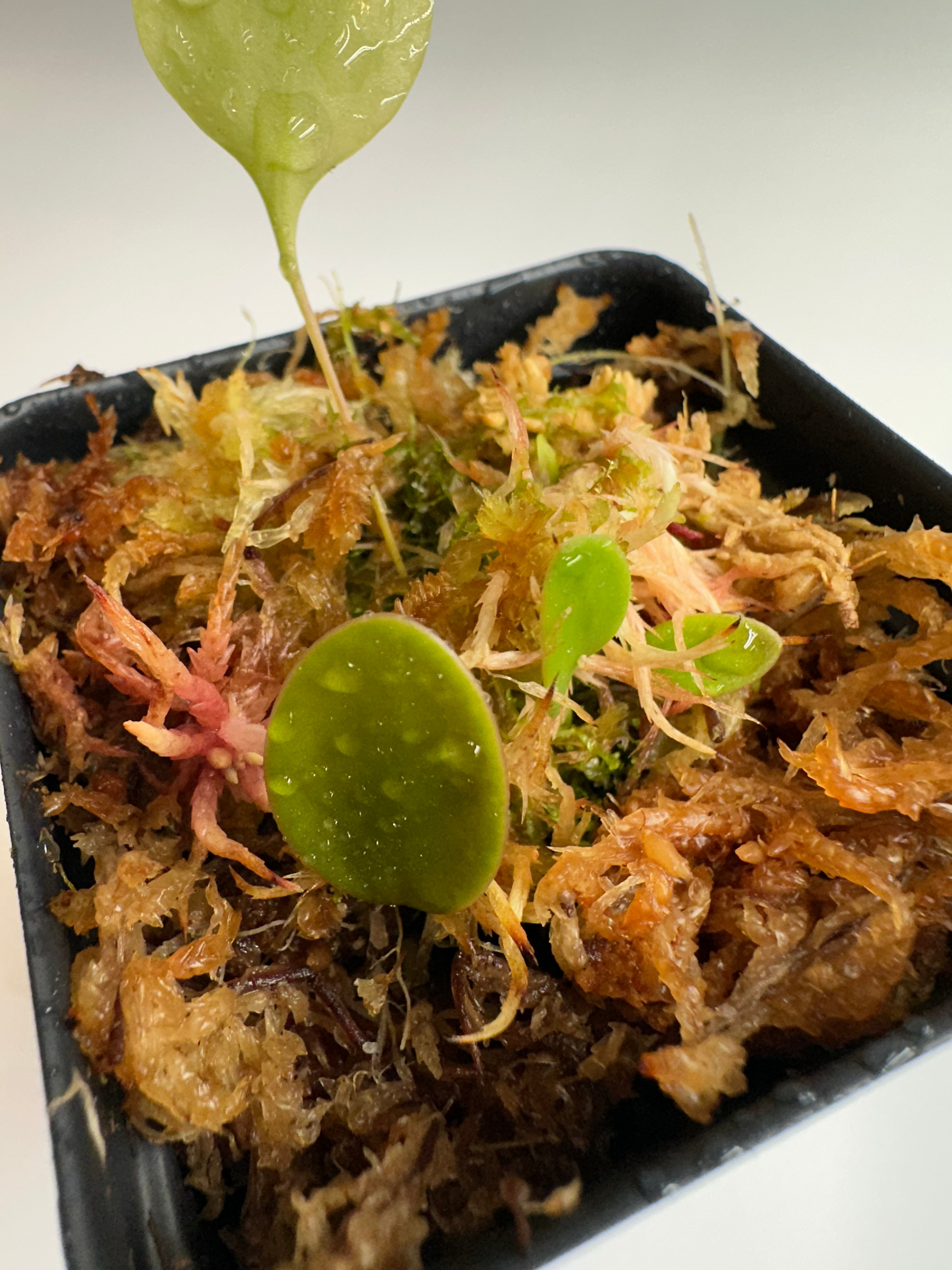 Utricularia quelchii "Christian Klein" clone