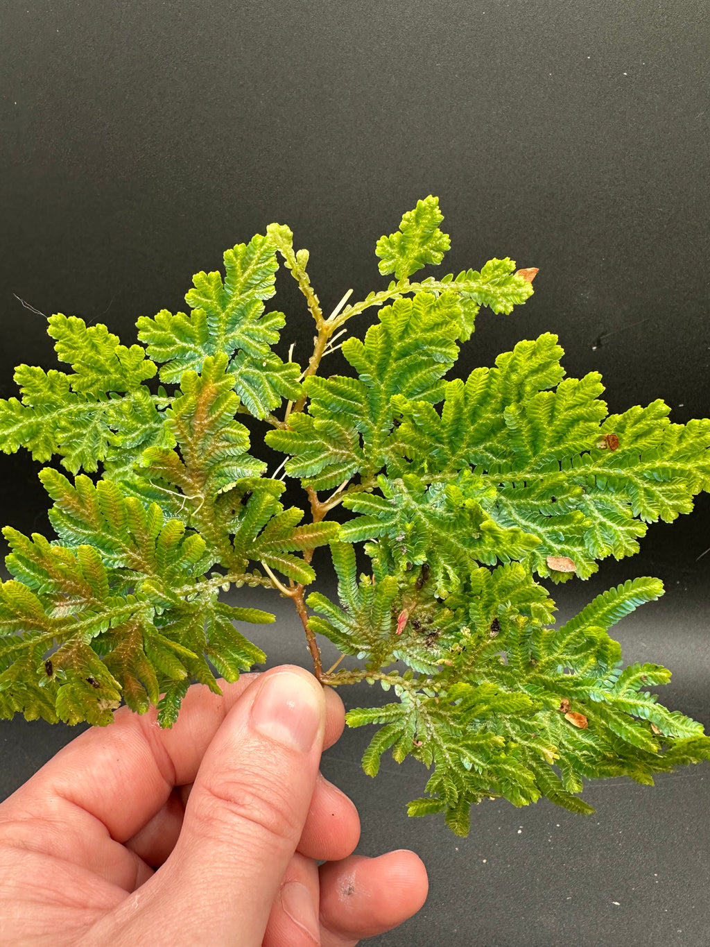 Selaginella wildenowii