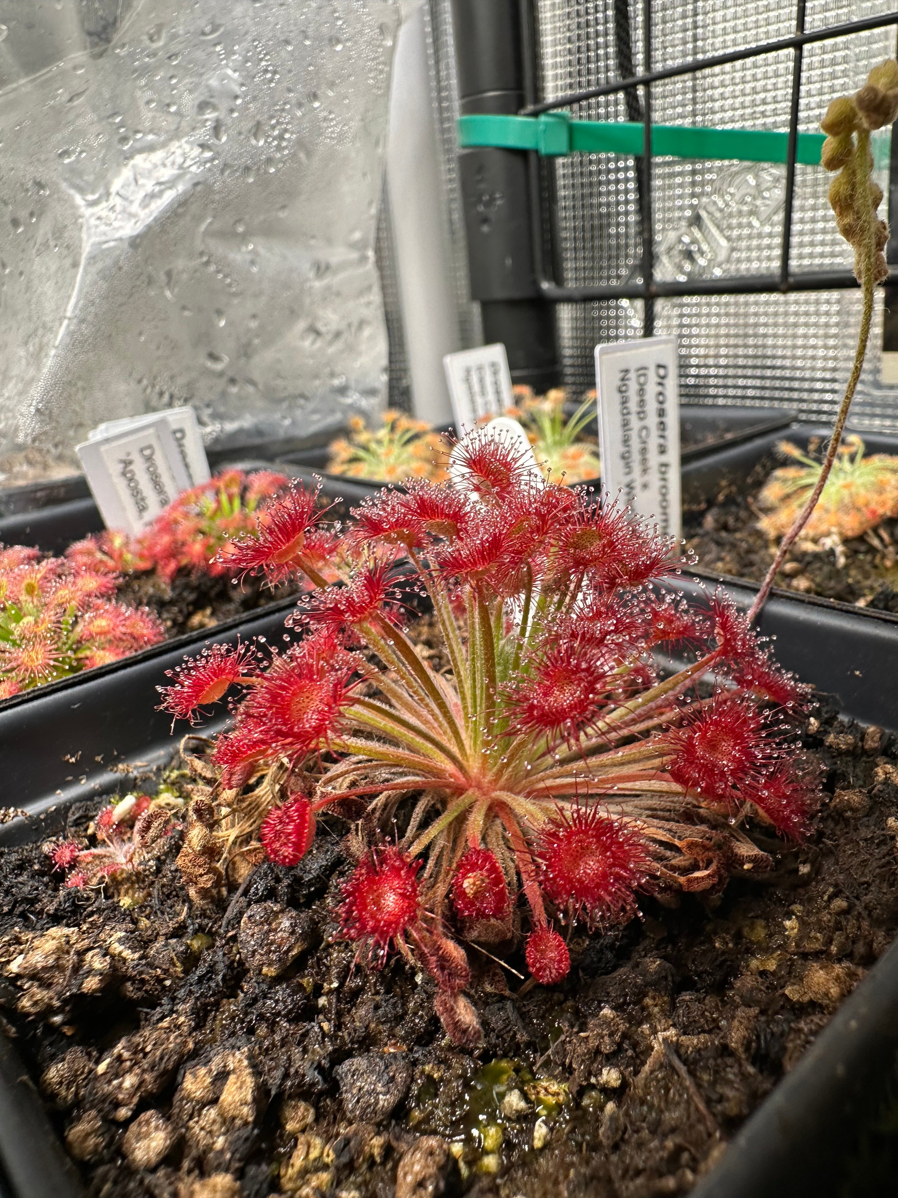 Drosera lanata (Granite Gorge Rd) x petiolaris (Lockhart River, Qld.)