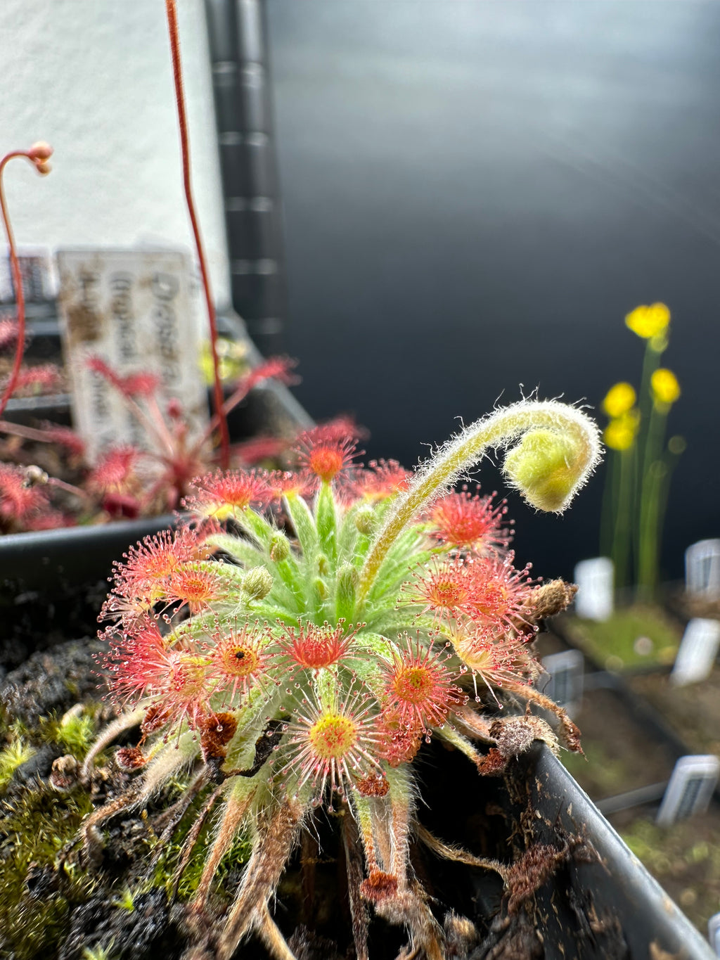 Drosera petiolaris complex hybrids No ID seeds 25+