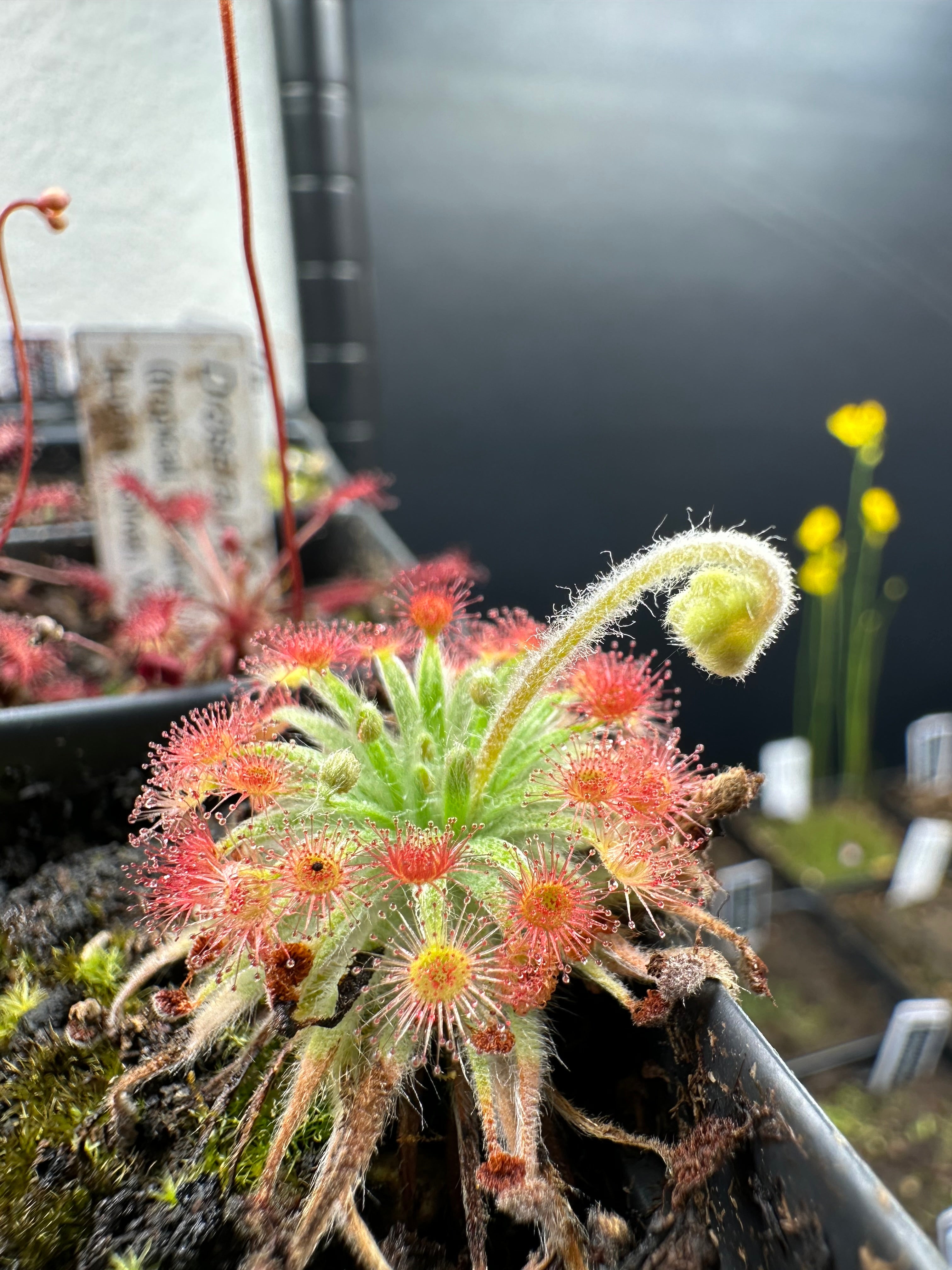 Drosera petiolaris complex hybrids No ID seeds 25+
