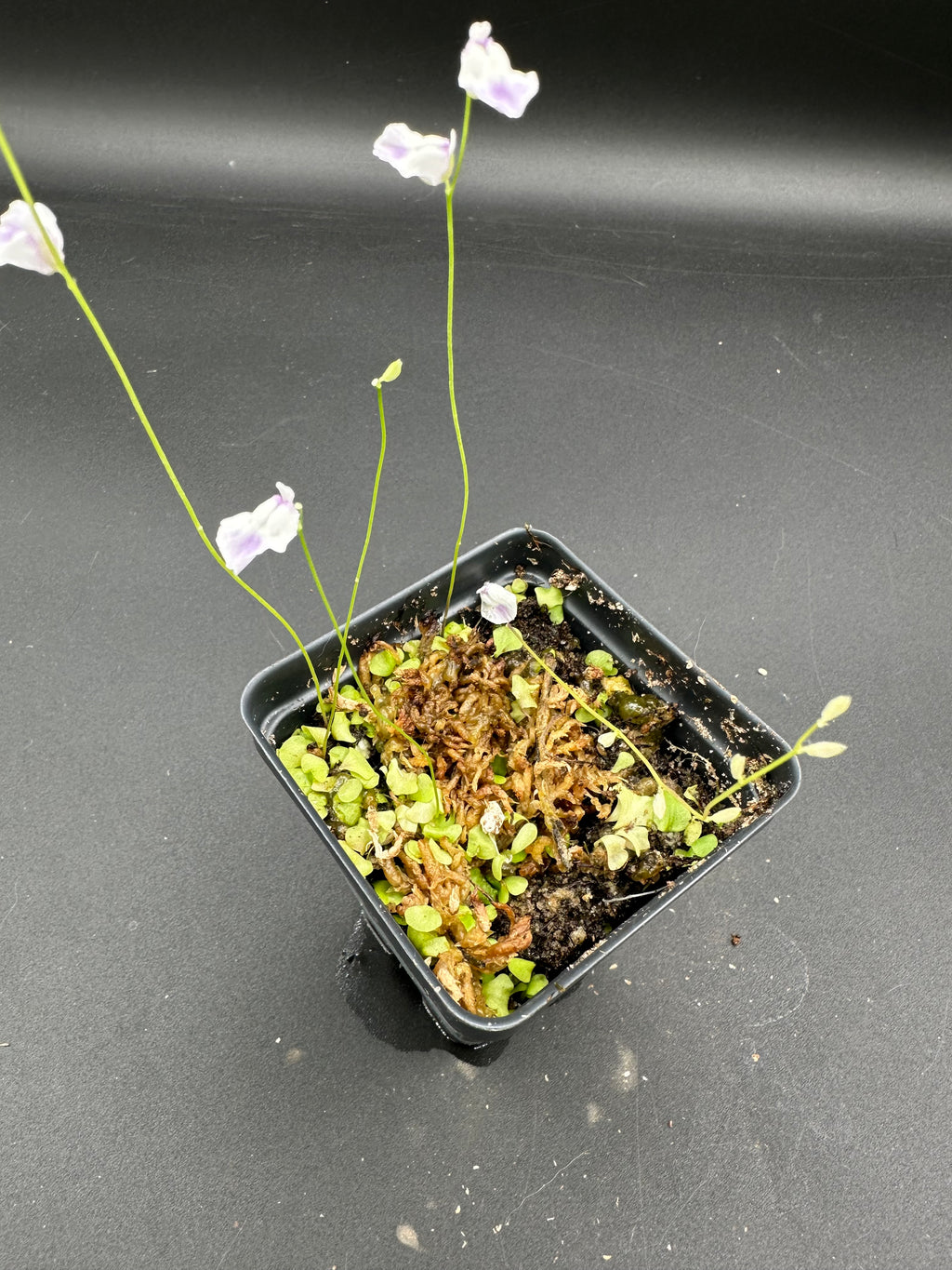 Utricularia livida (MEX)
