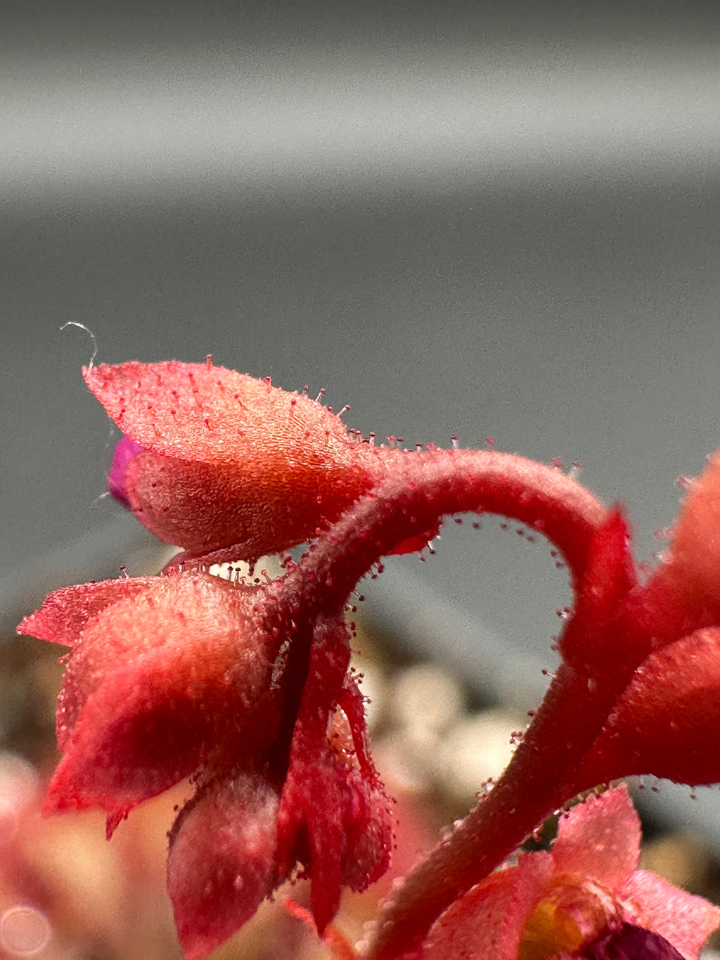 Drosera spatulata (Pearl River Delta)