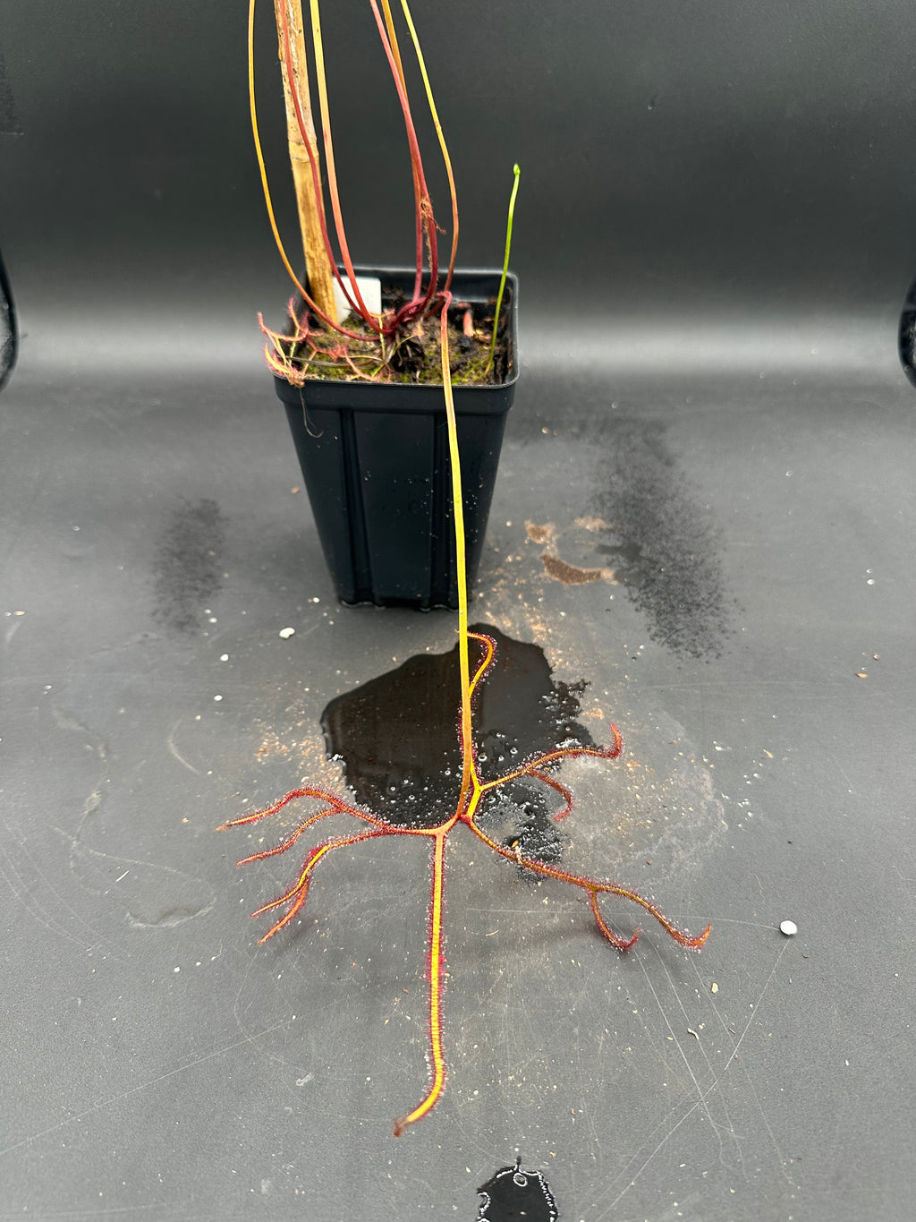 Drosera binata "Octopus"