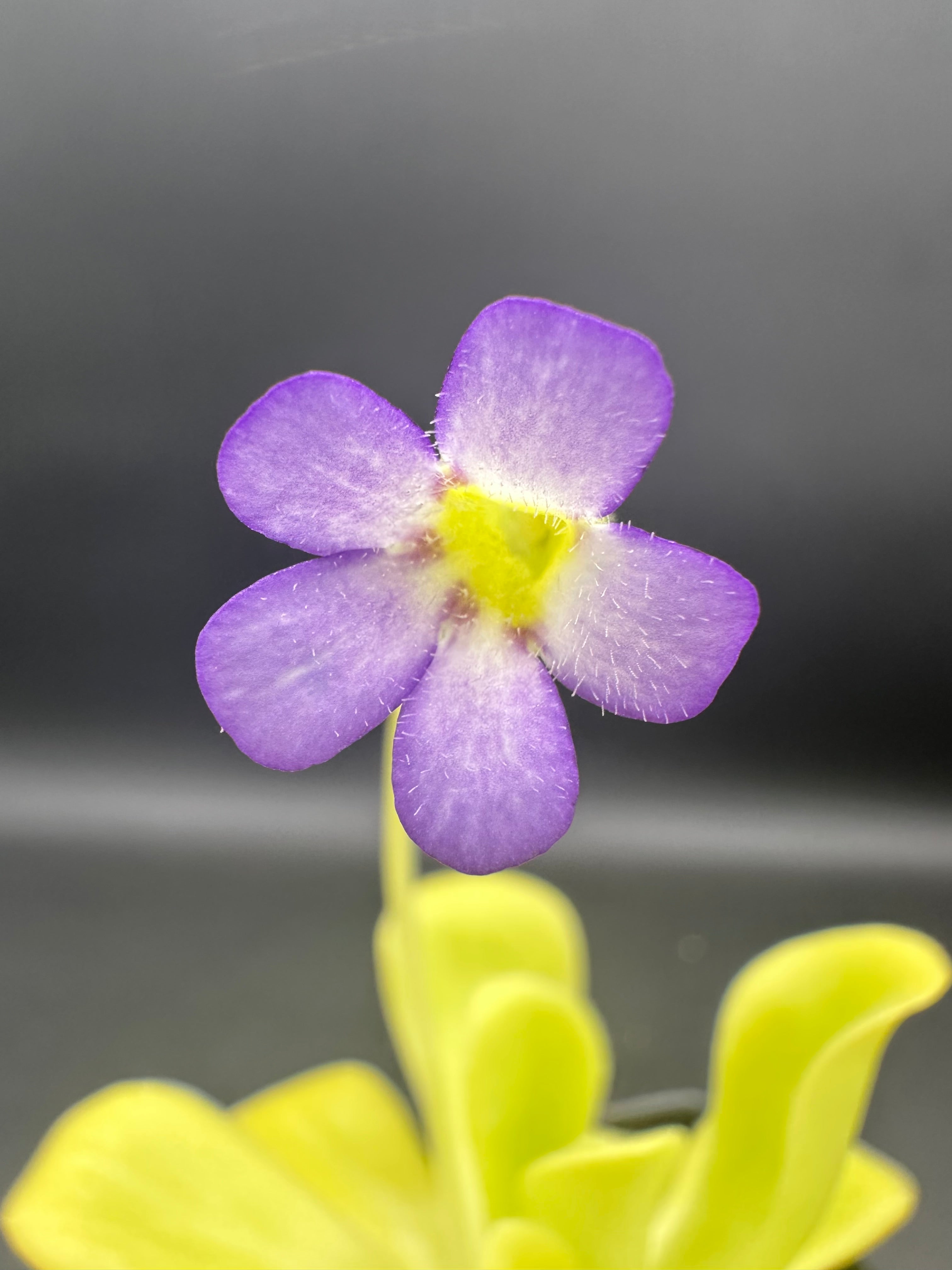 Pinguicula agnata "true blue"