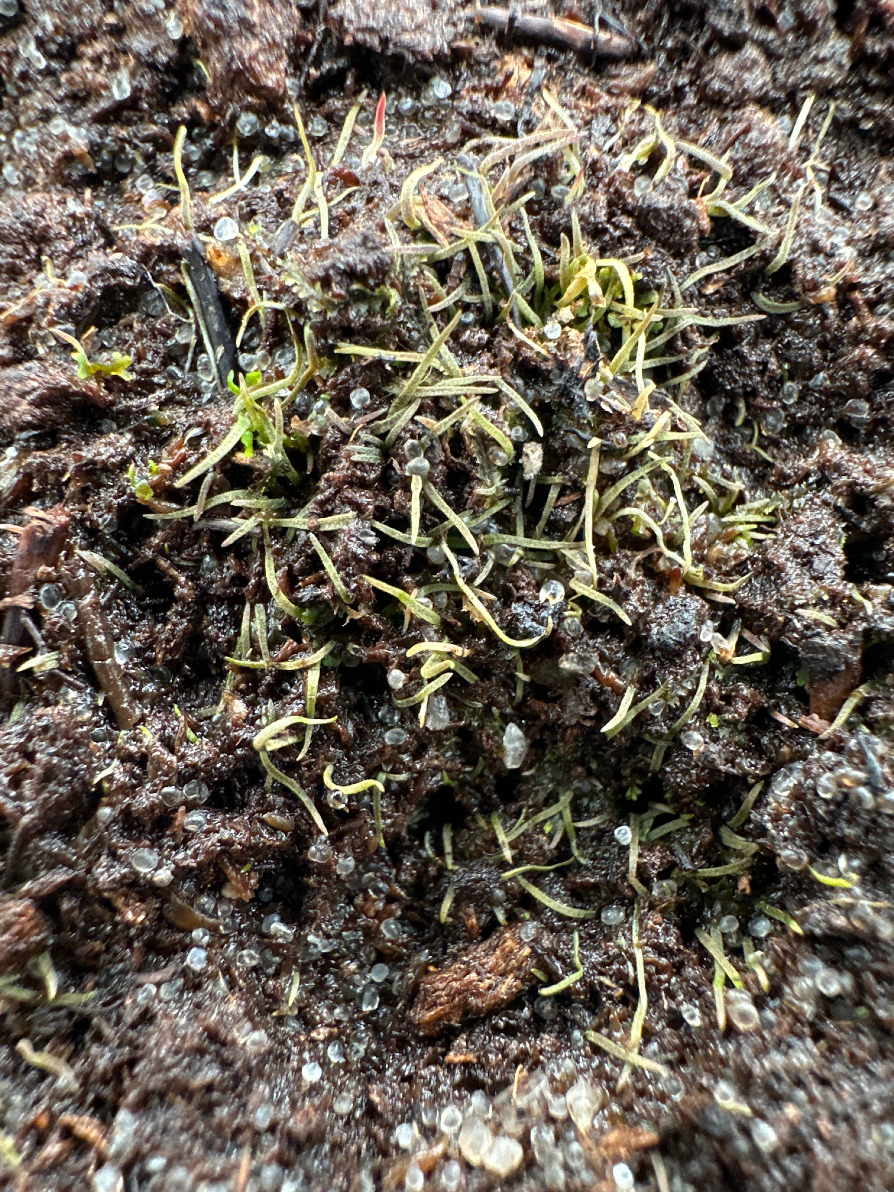 Utricularia adpressa