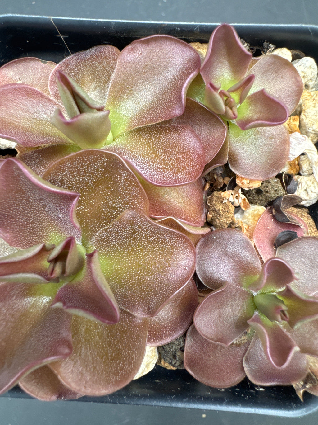 Pinguicula moranensis "orchioides"
