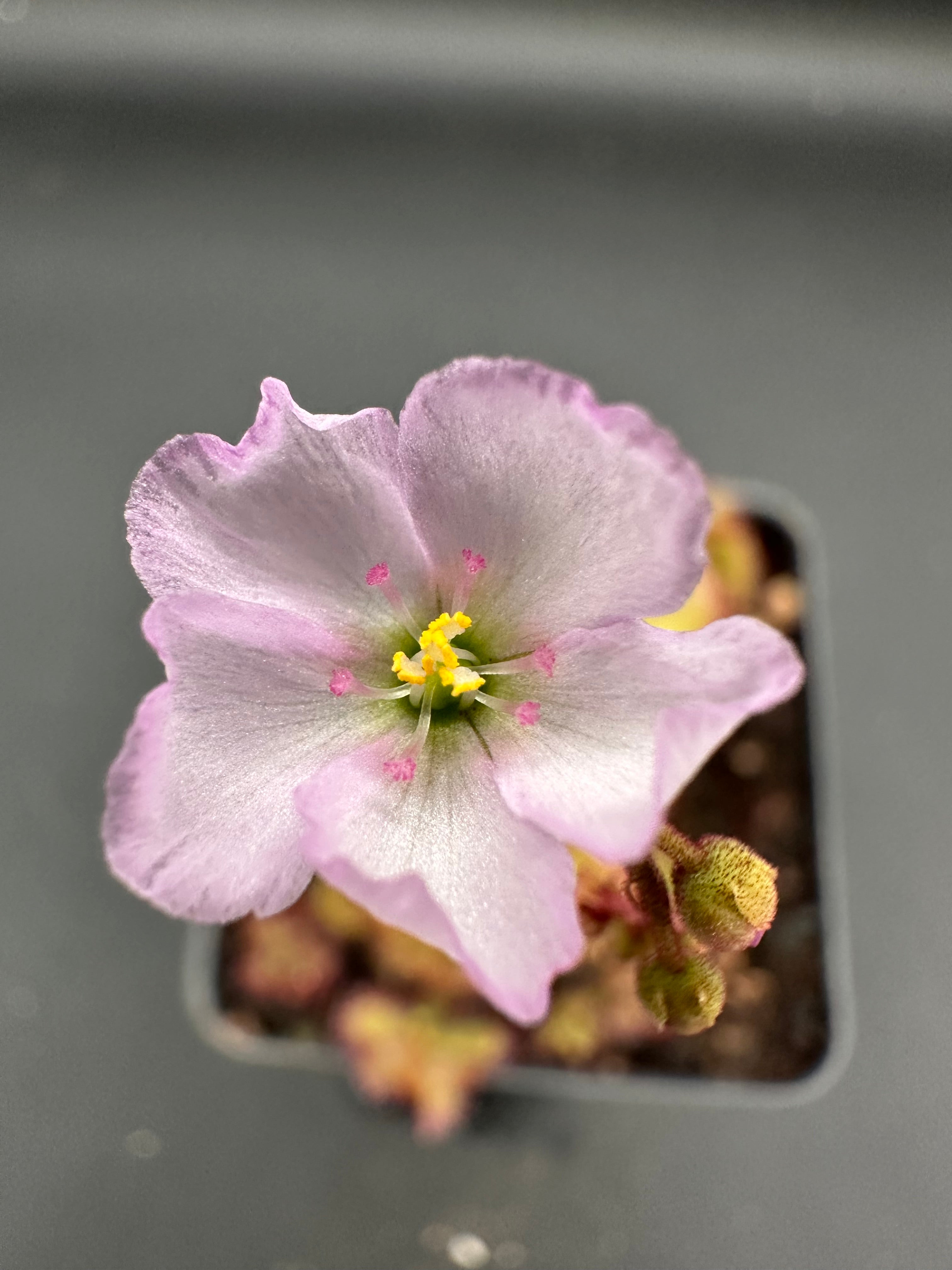 Drosera admirabilis (800m asl, Bainskloof, ZAF) seeds