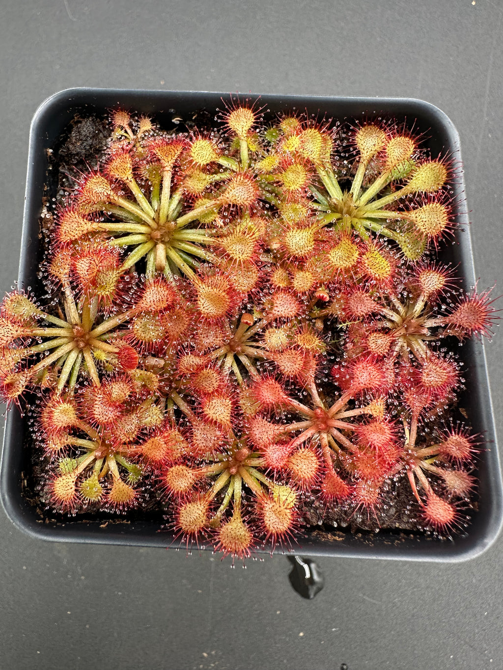 Drosera esmeraldae