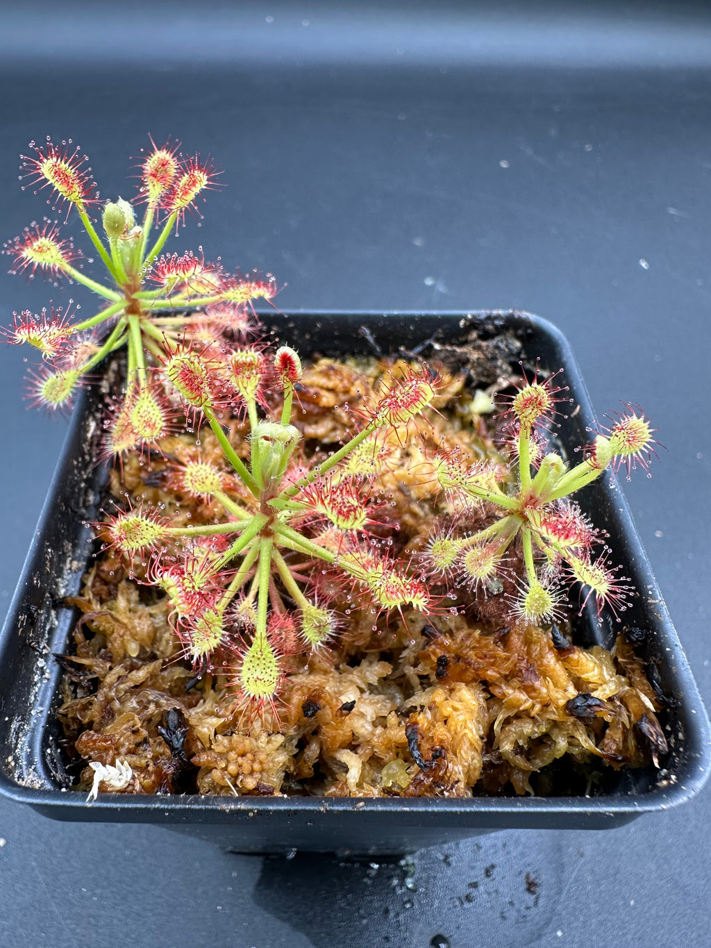 Drosera madagascariensis (Okavango Delta, BWA)