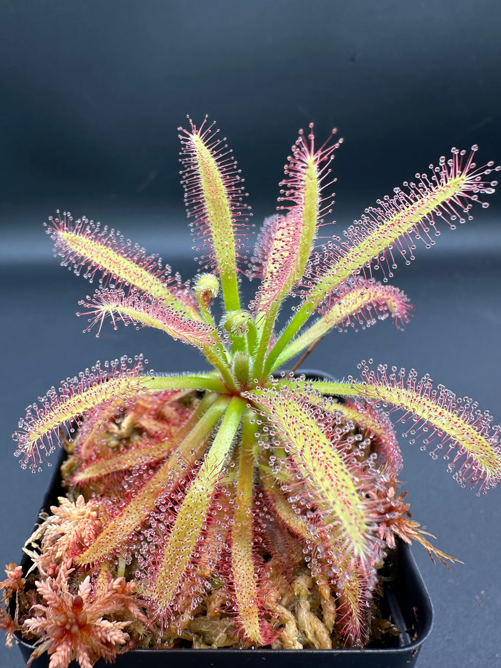 Drosera latifolia "giant" (Serra do Cabral, Brazil)