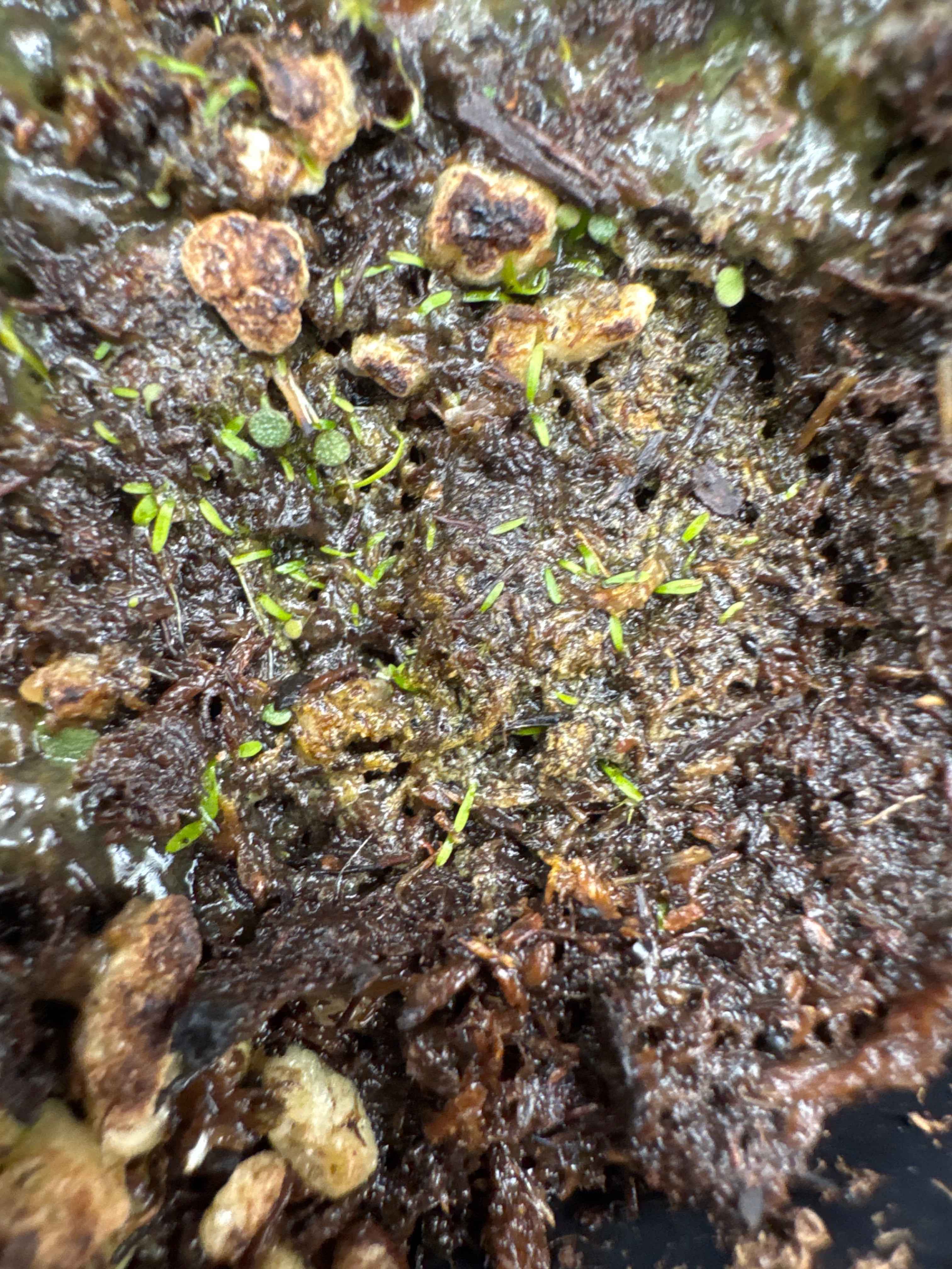 Utricularia lateriflora