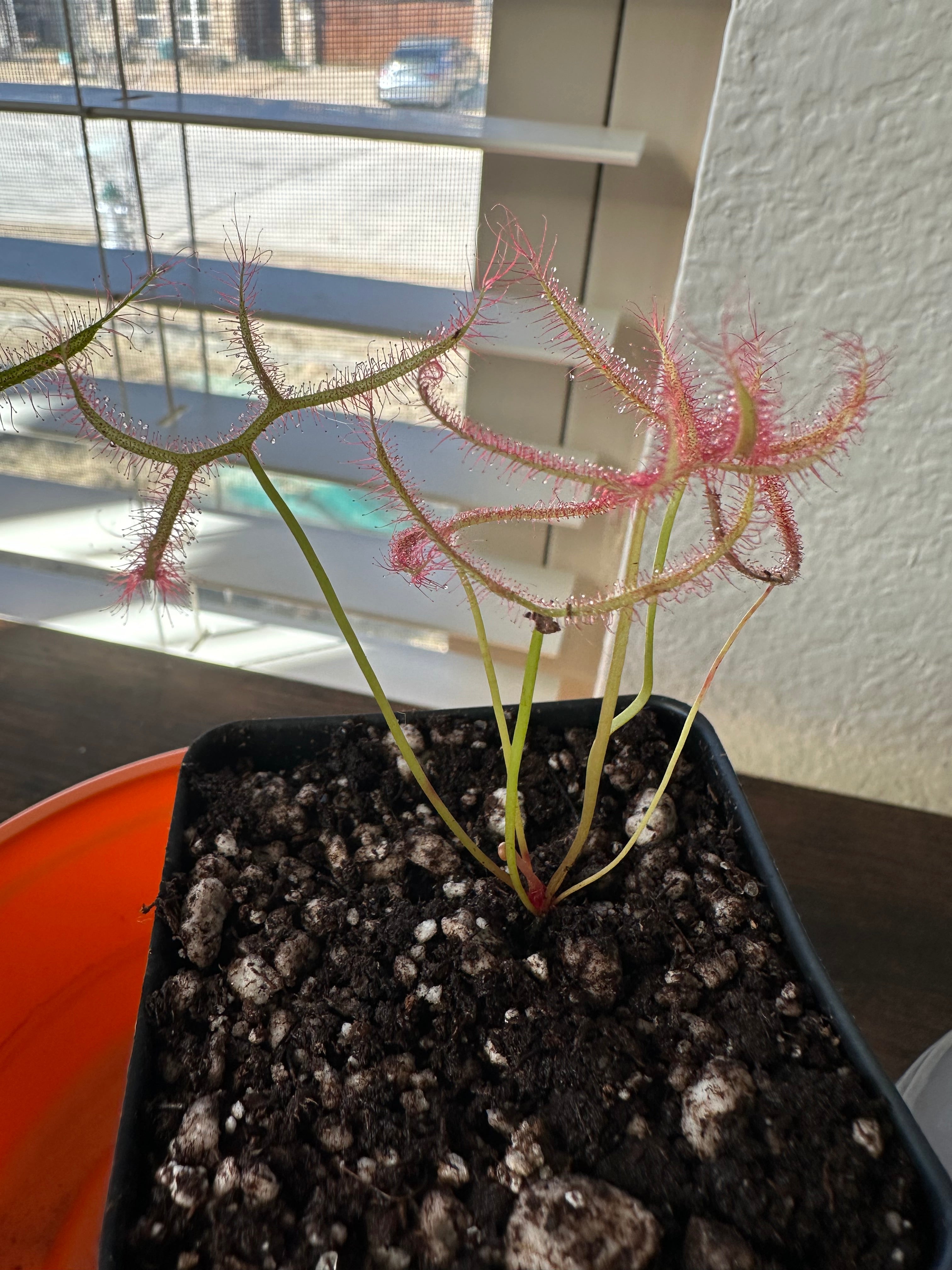 Drosera binata var. multifida seeds