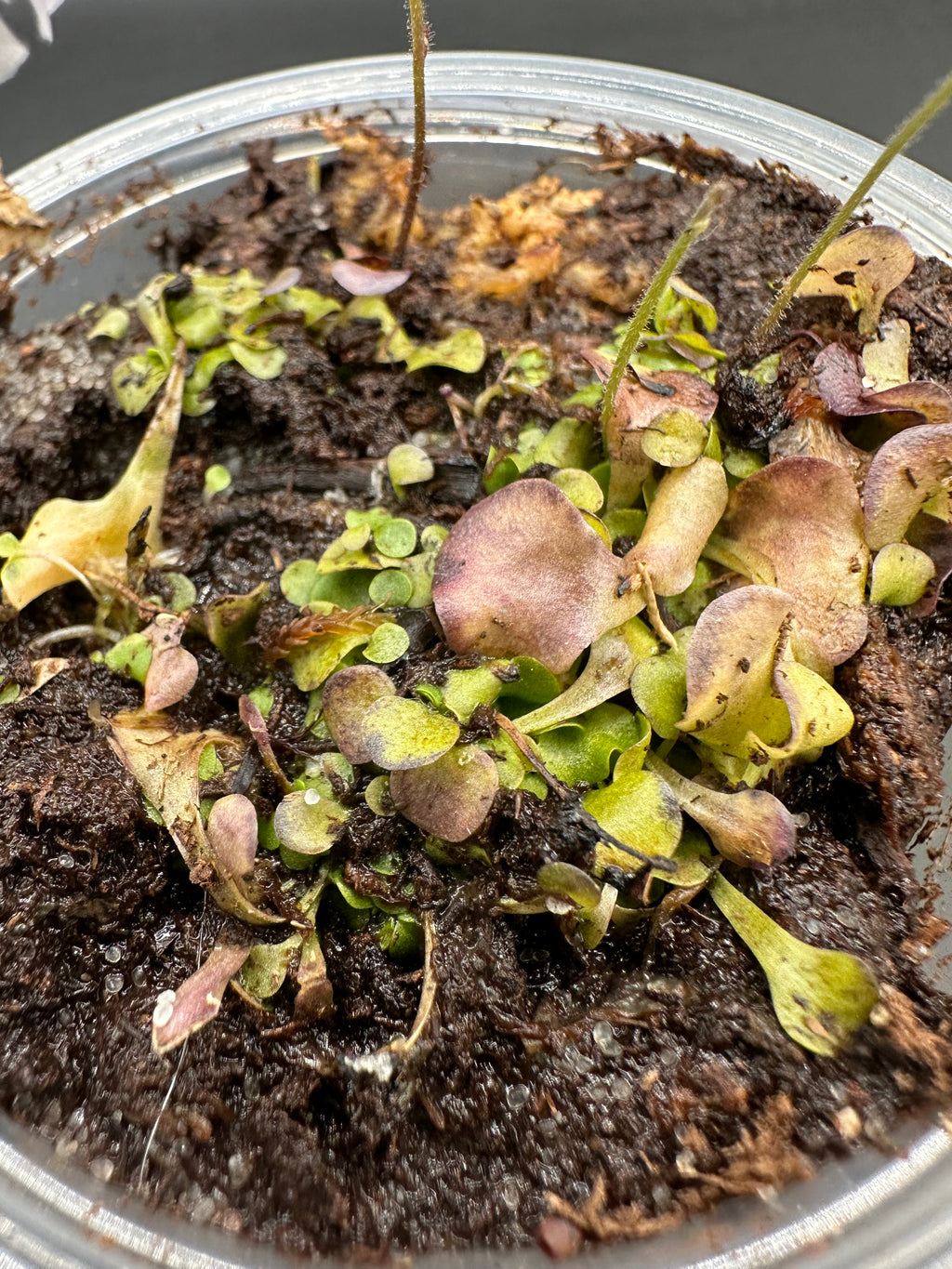 Genlisea violacea (Serra do Cipo, BRA)