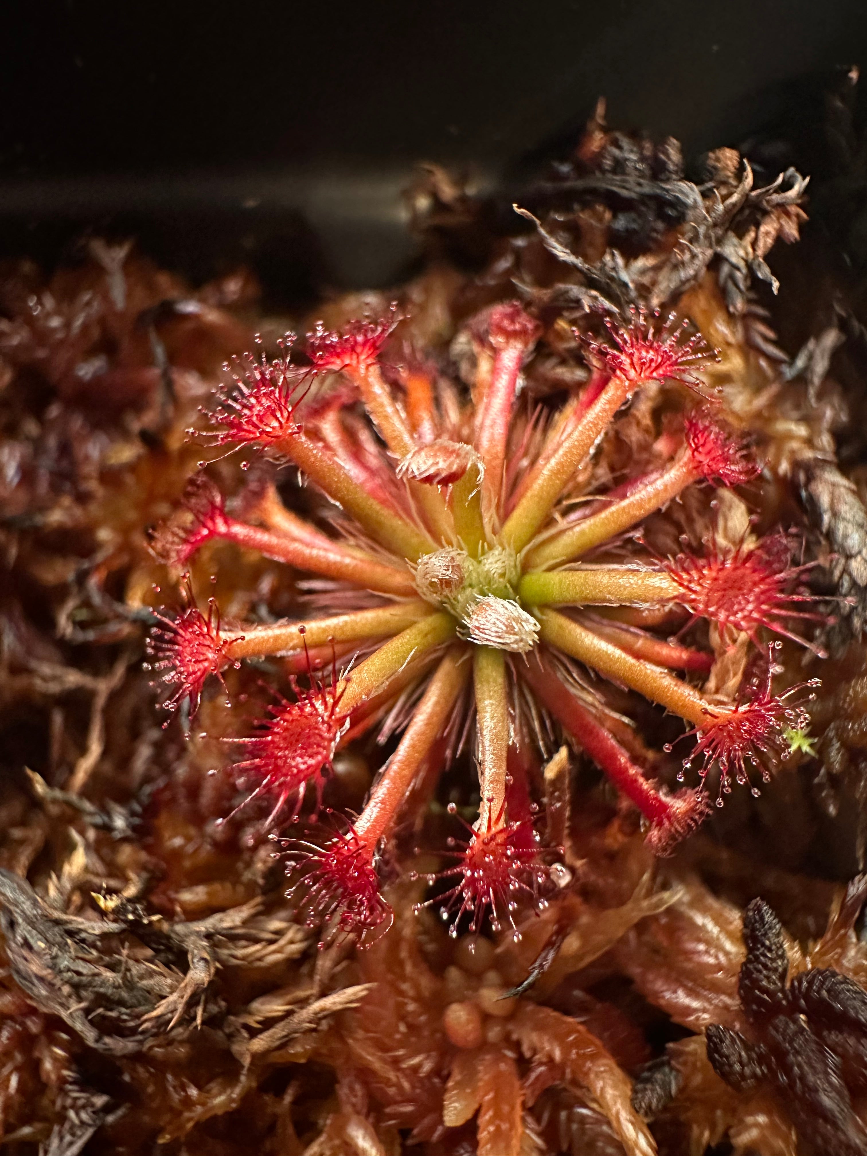 Drosera solaris (Mt Maringma-tepui, Pakaraima Mountains, Guyana)