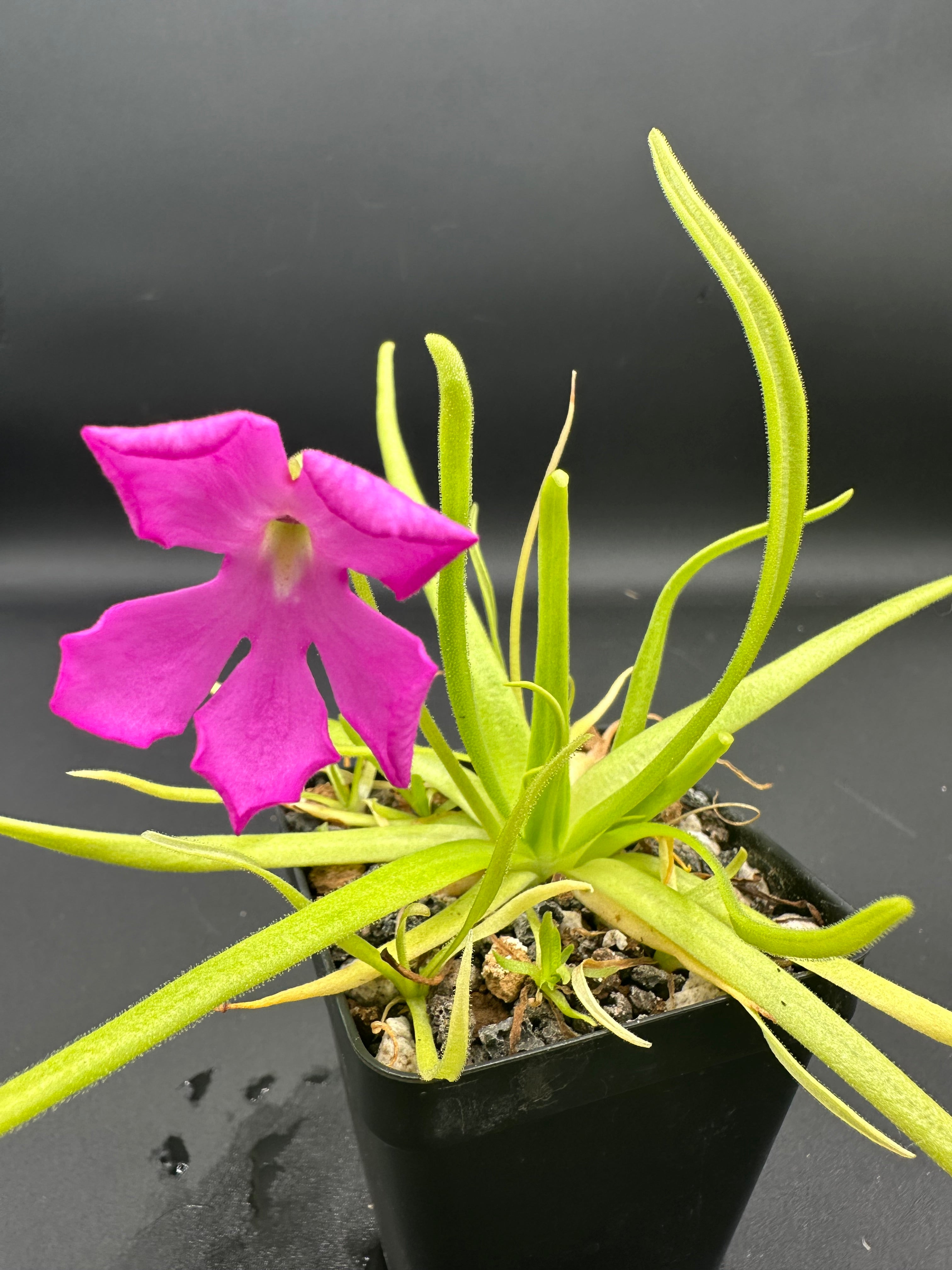 Pinguicula moctezumae