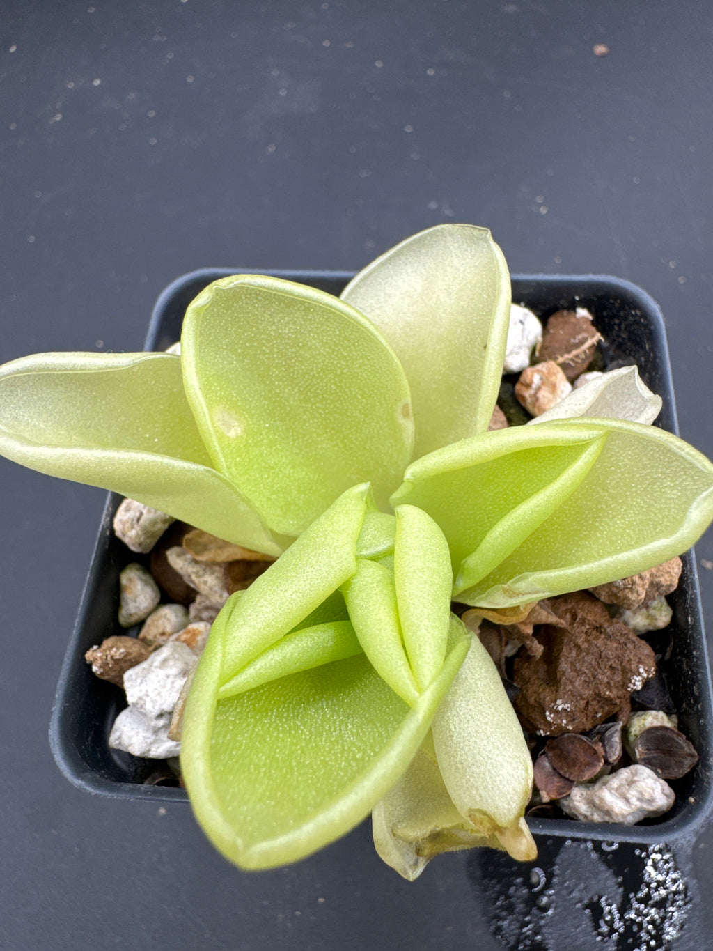 Pinguicula moranensis var. caudata x sp. “Guatemala”