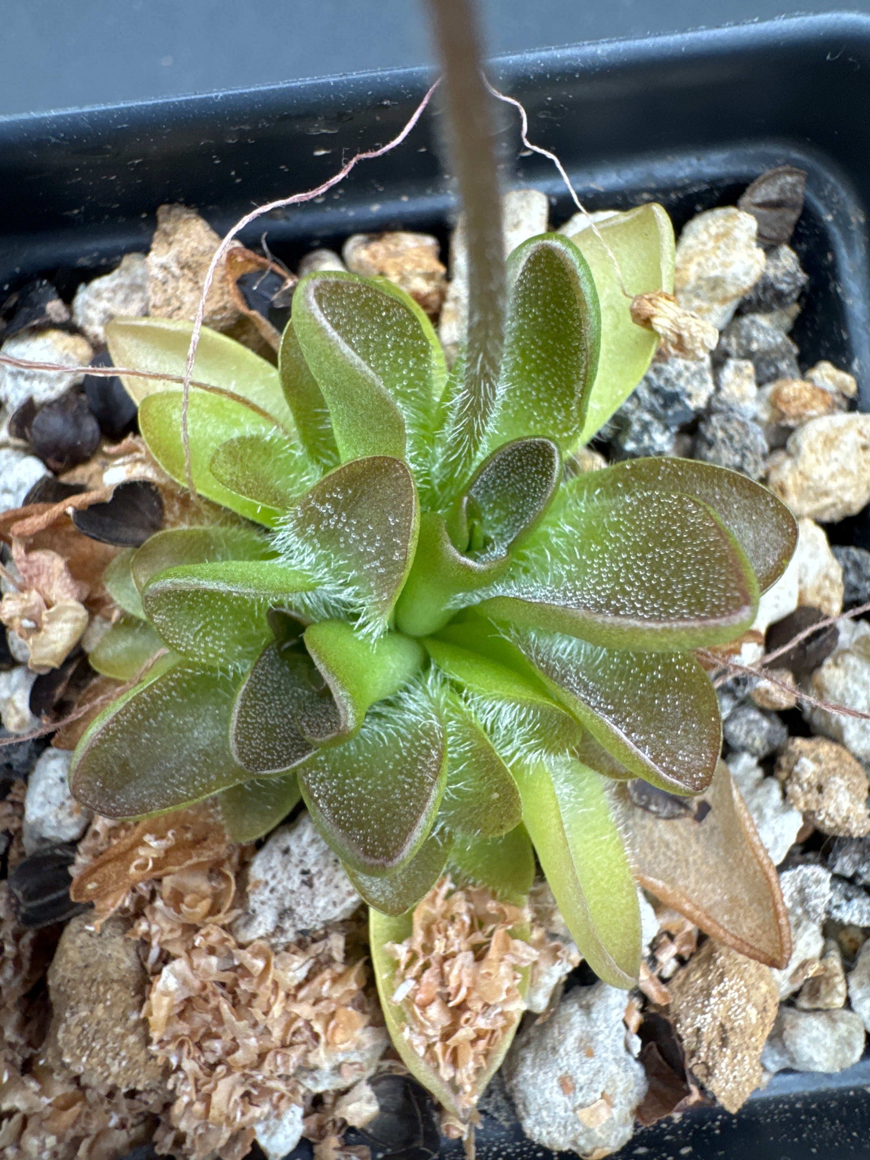 Pinguicula ‘BCP Crystal’