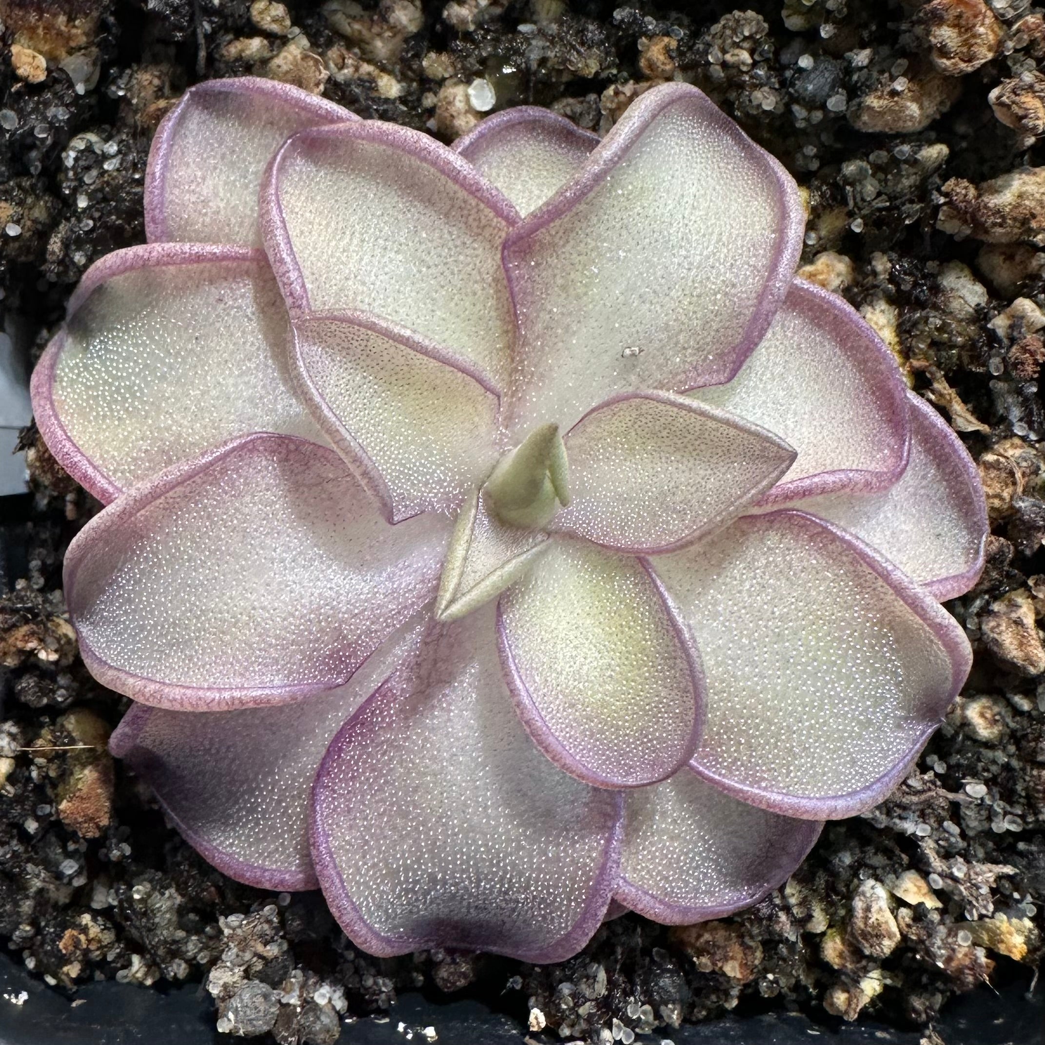Pinguicula moranensis var. alba cyclosecta