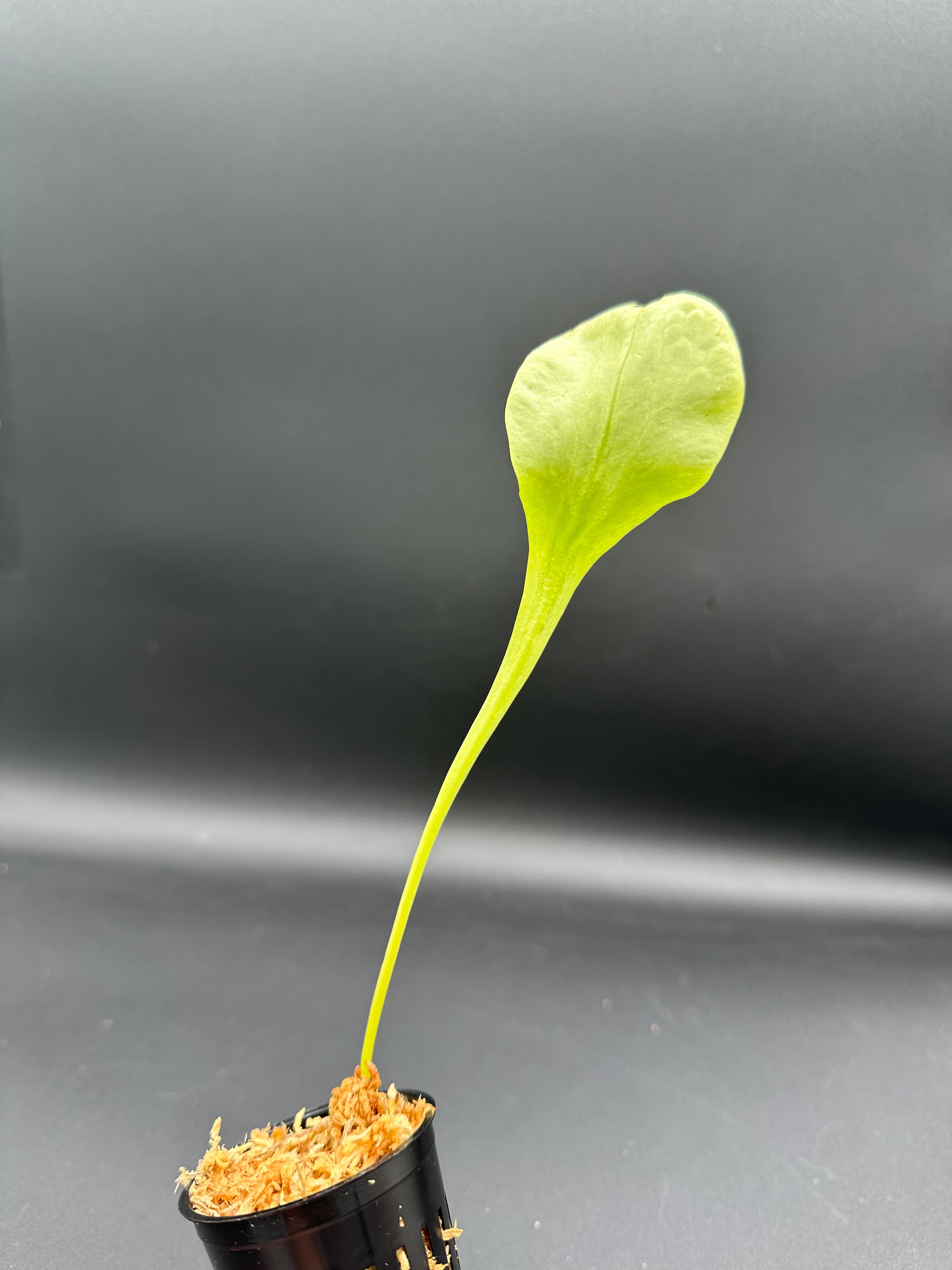 Utricularia alpina (Henry Pittier NP, VEN)