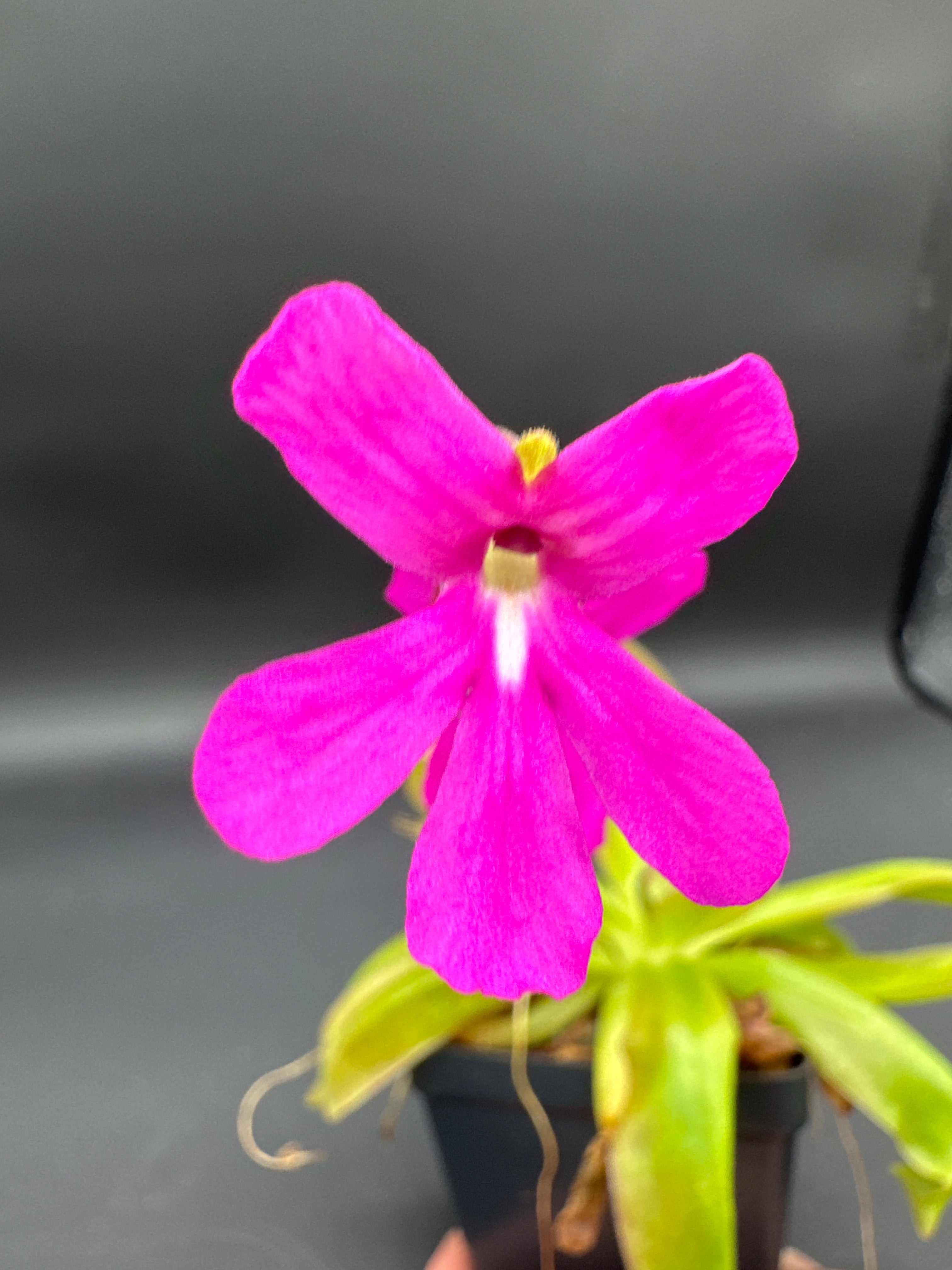 Pinguicula moranensis x moctezumae
