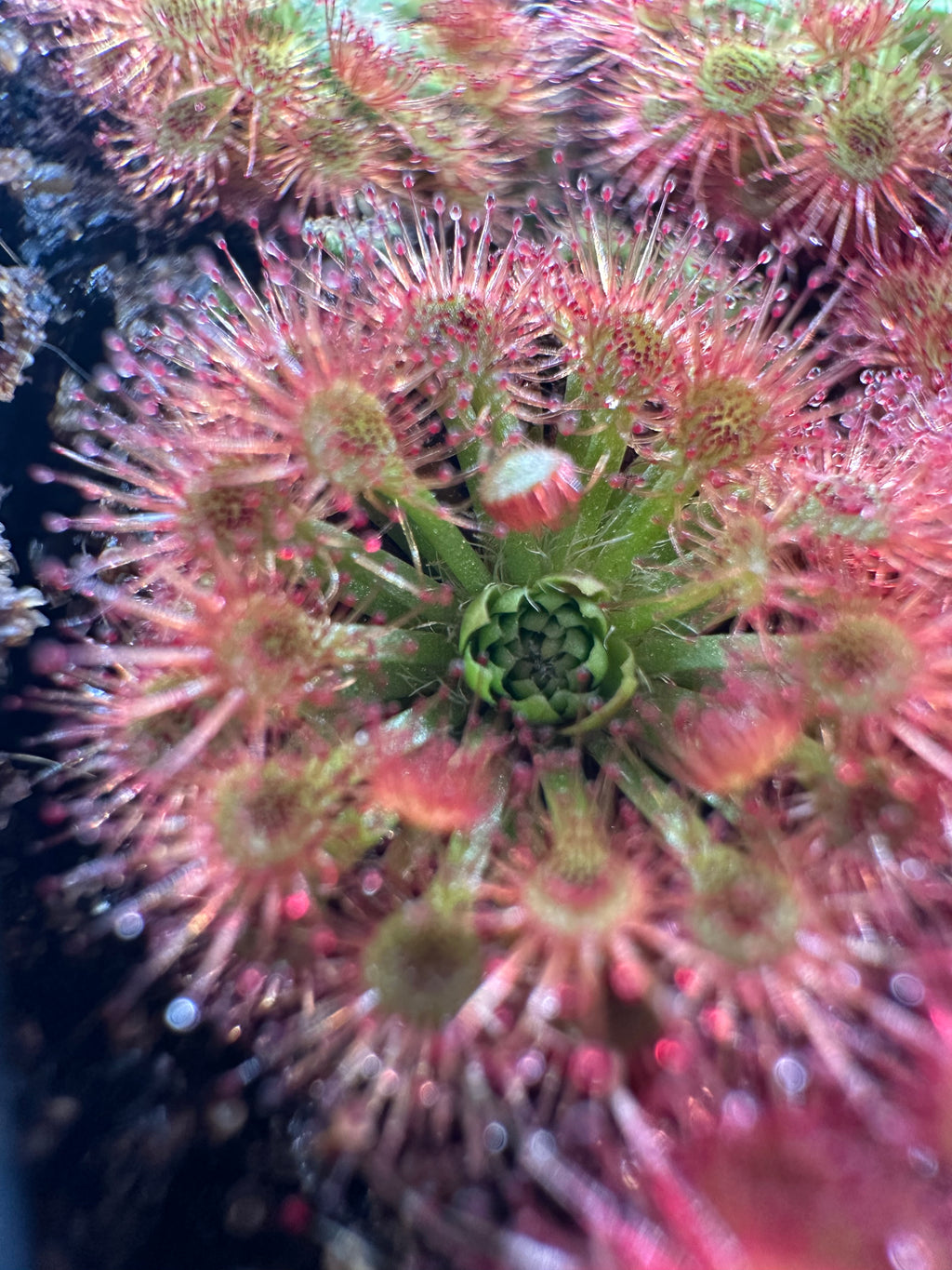 Drosera nitidula gemmae