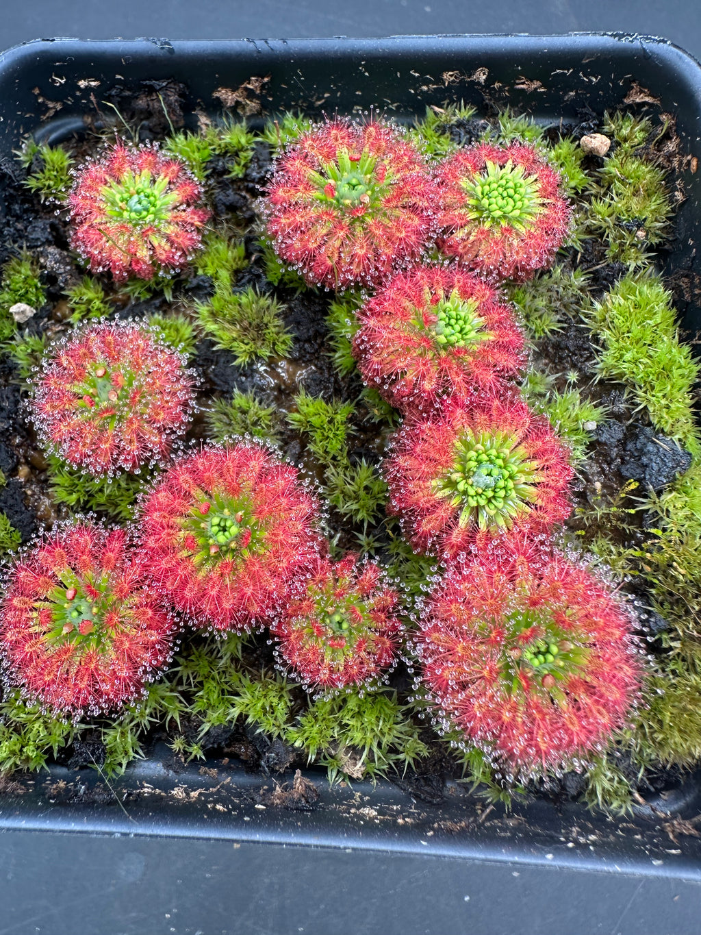 Drosera enodes gemmae