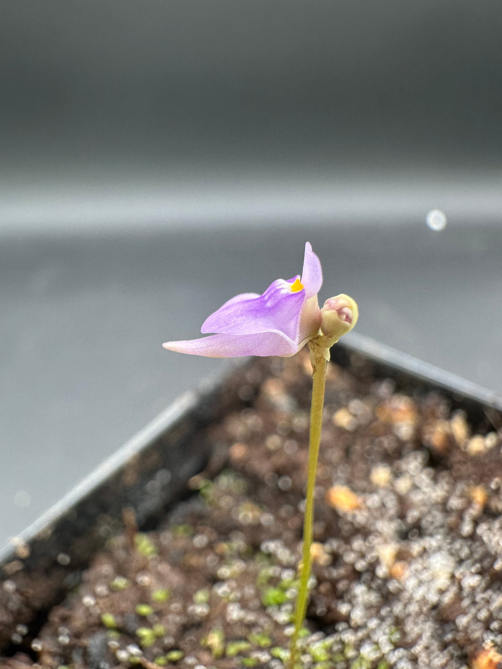 Utricularia caerulea