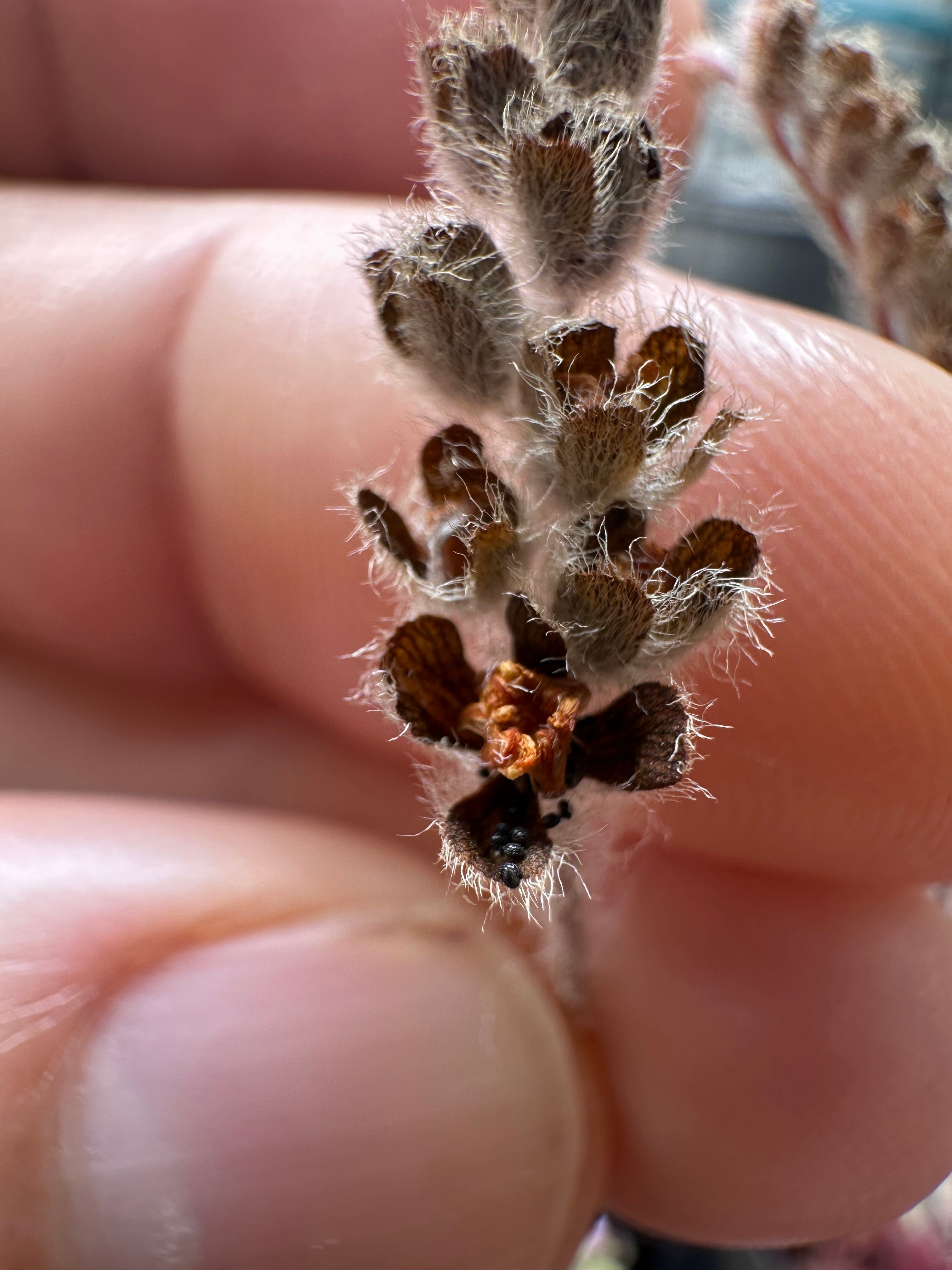 Drosera paradoxa NT Form seeds
