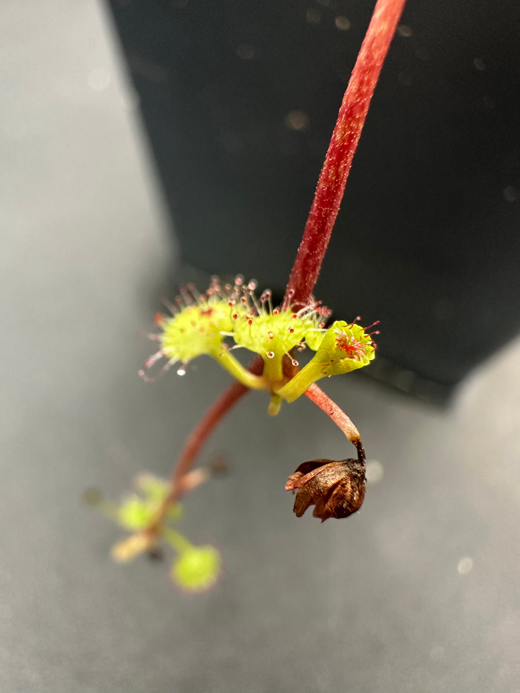 Drosera prolifera