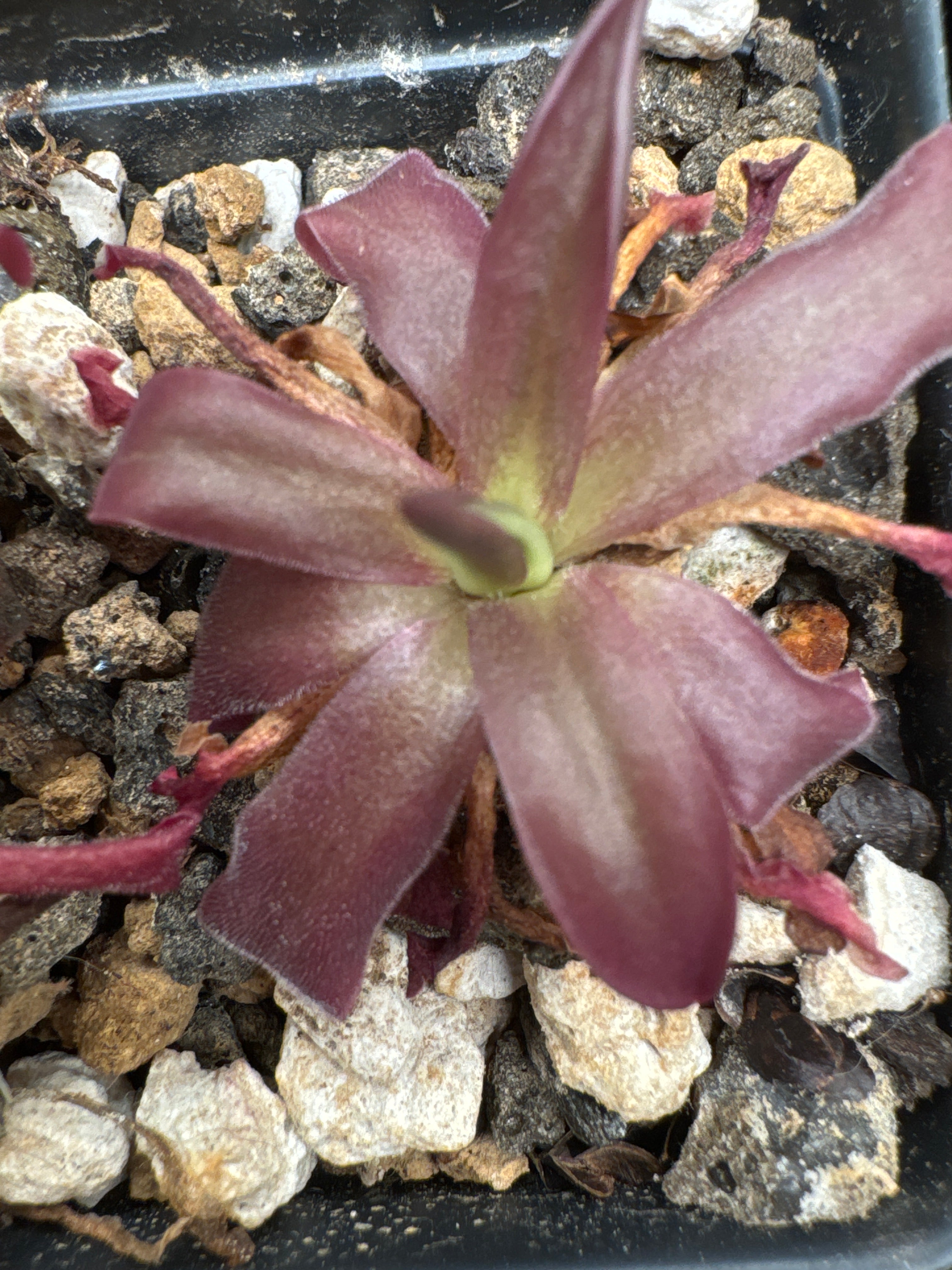 Pinguicula laueana x moctezumae