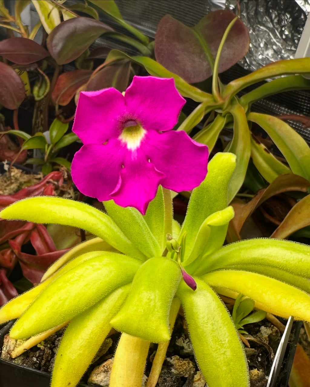 Pinguicula "Pink Moon"